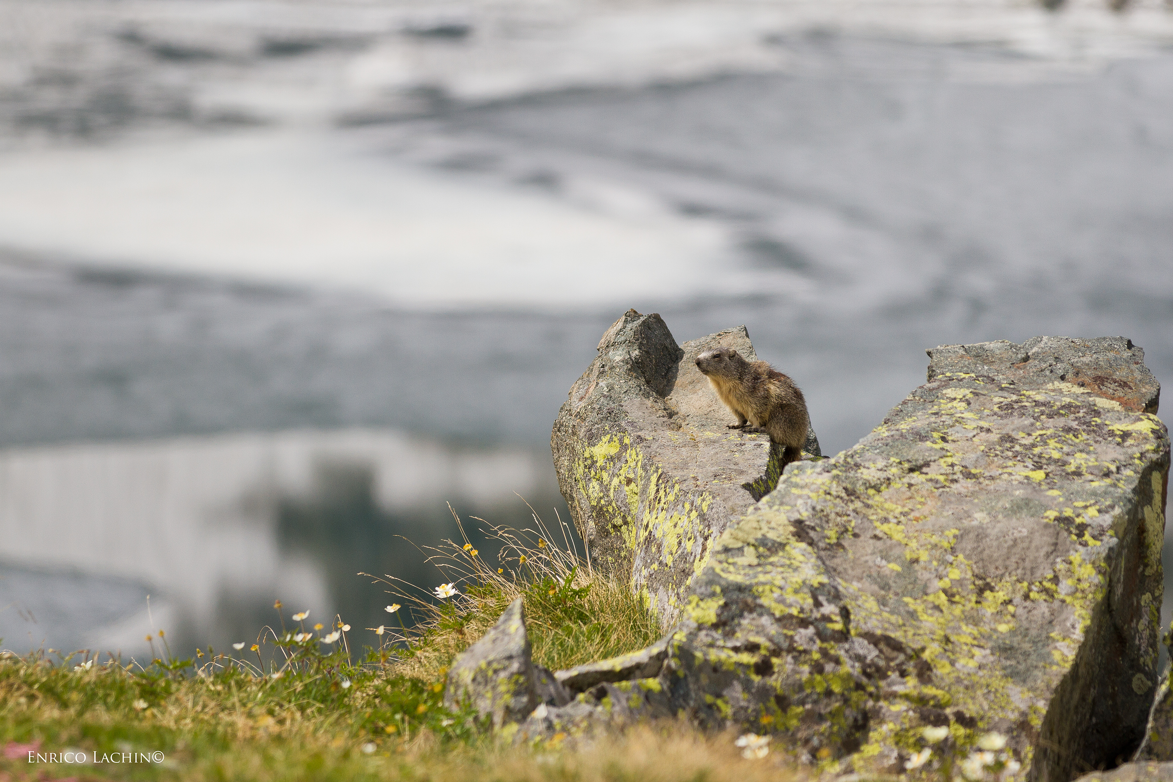 Marmotta al Gran Lac...
