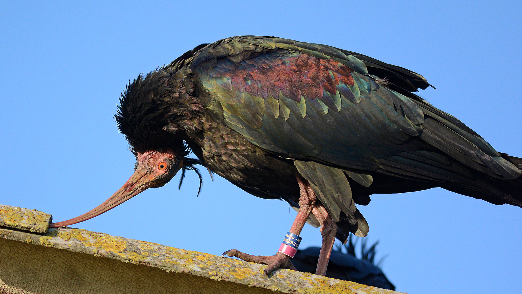 ibische mangia con la testa capovolta !...
