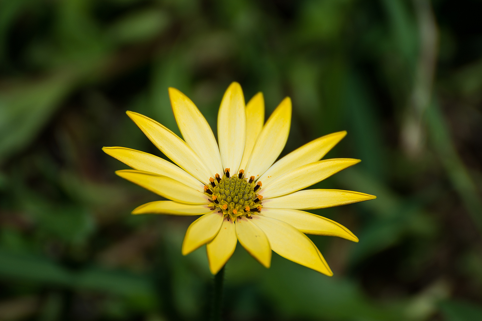 Fiori 1...