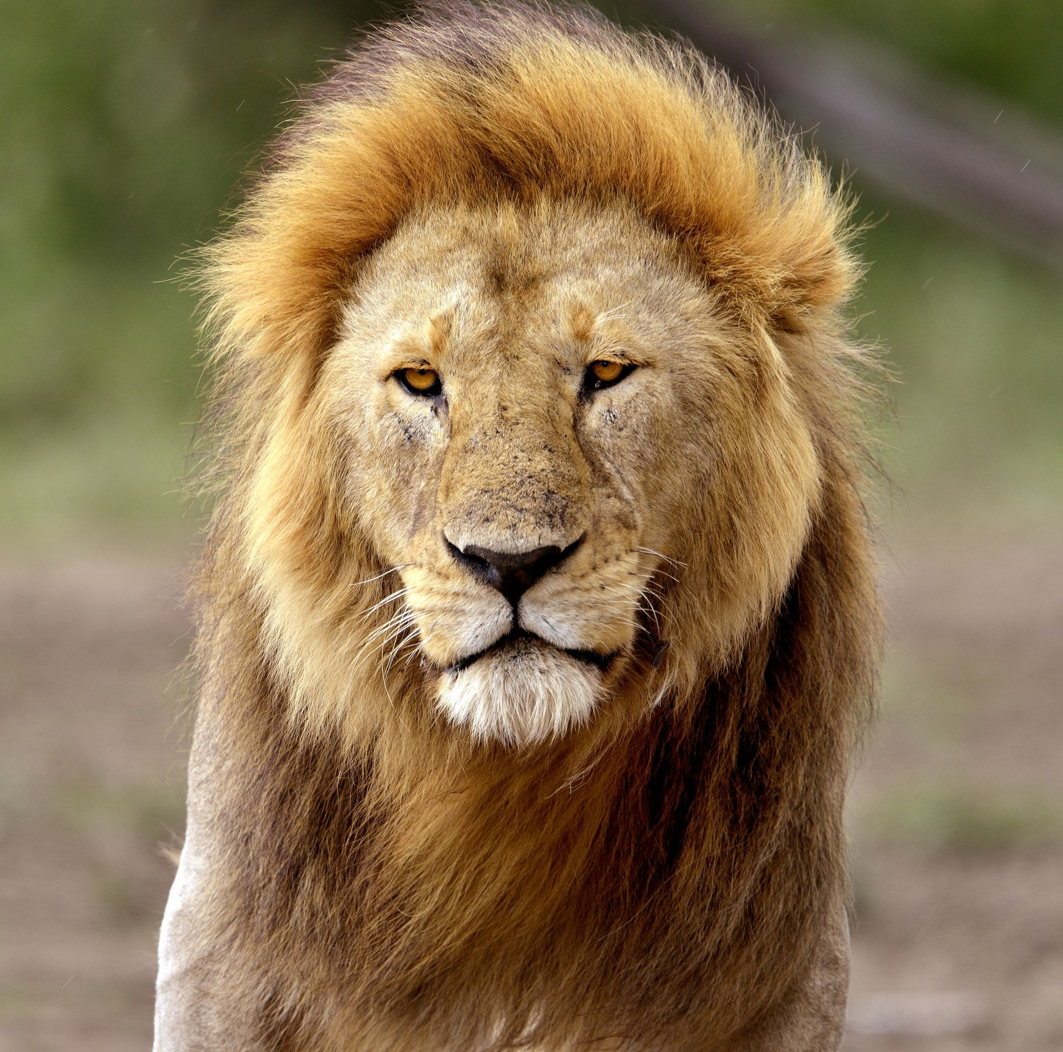 Ngorongoro Coservation Area - Leo...