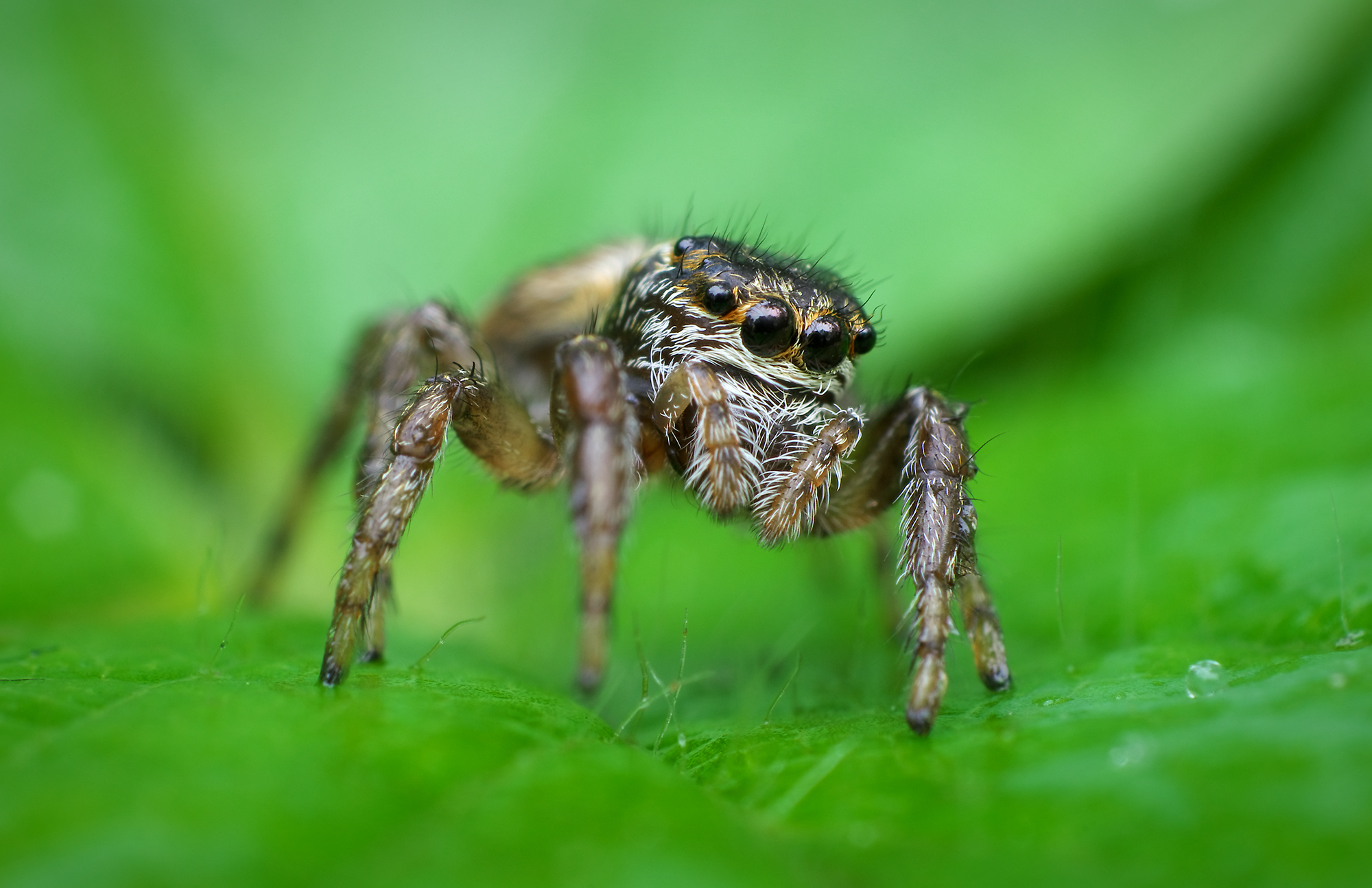 Evarcha Arcuata...