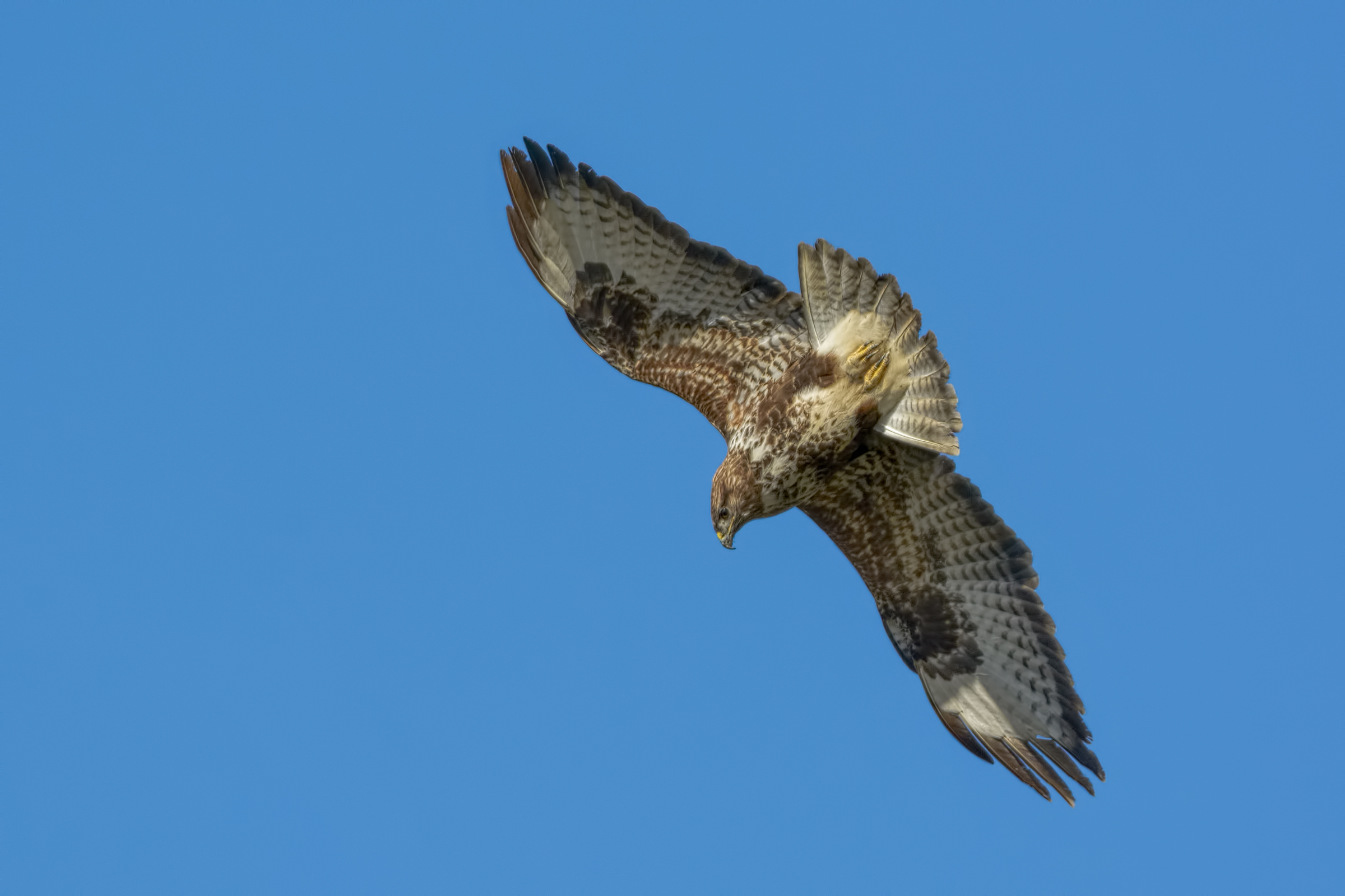 Buzzard (Buteo buteo)...