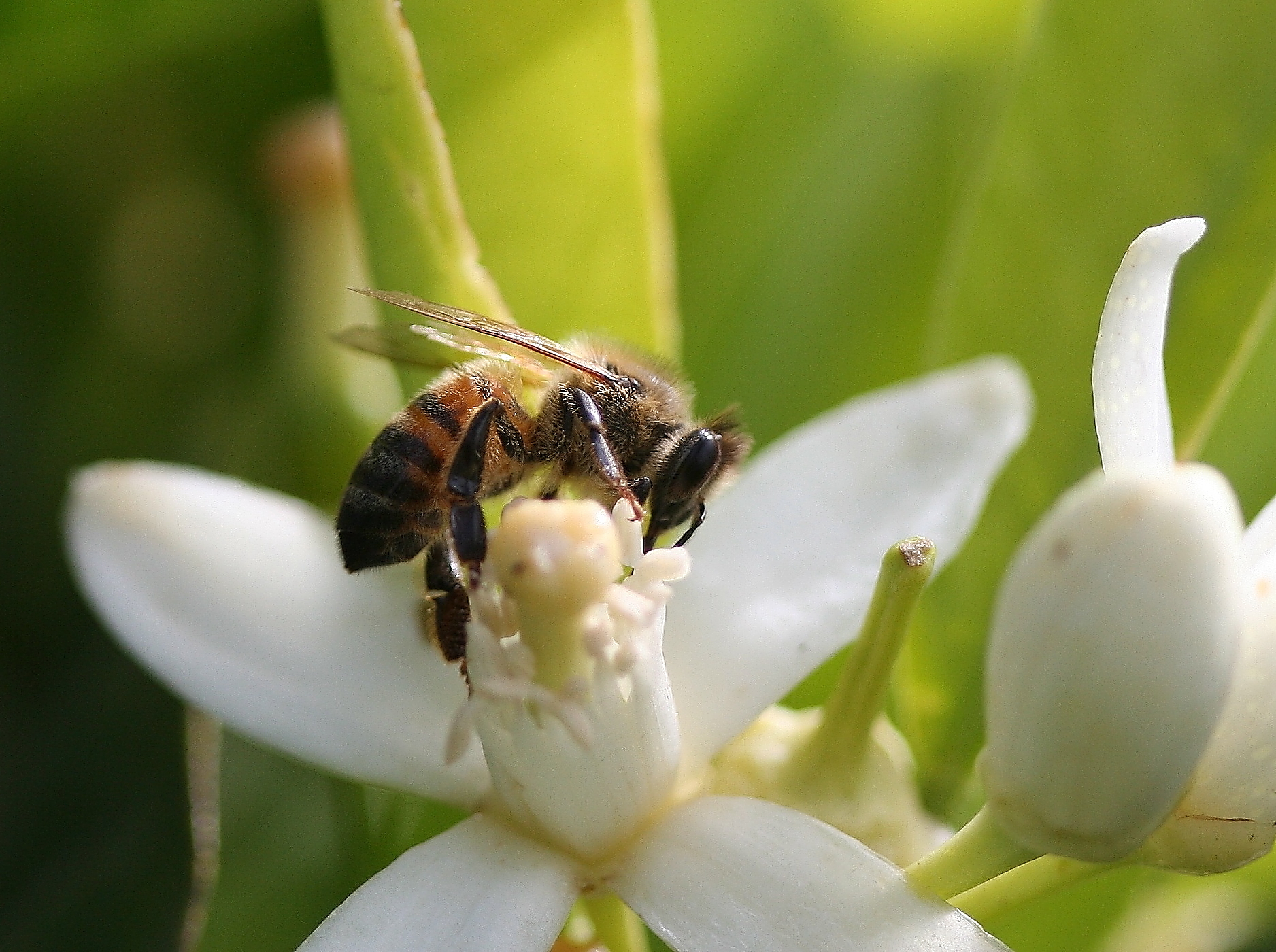 Bee in flower...