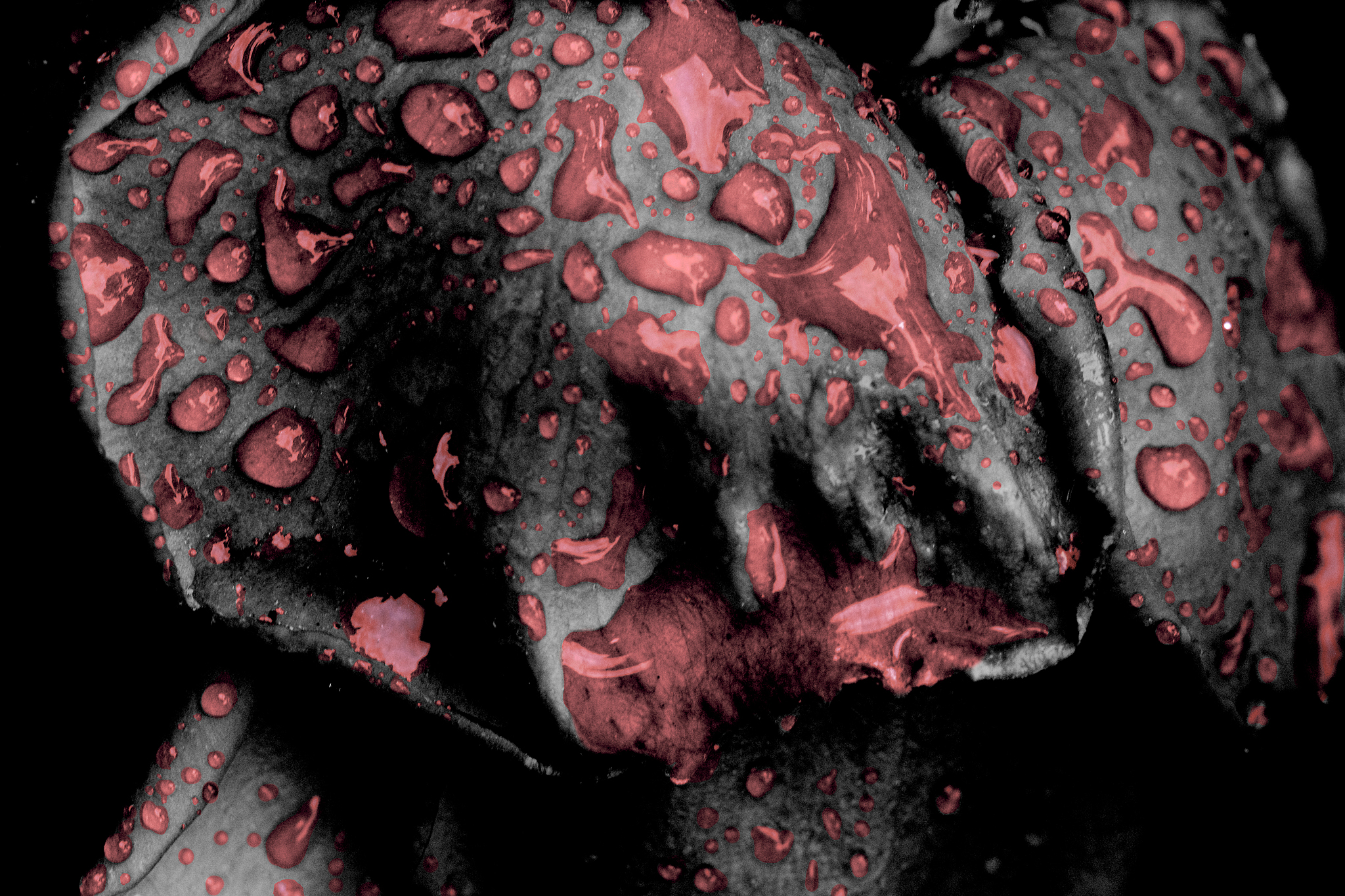 Rose Petals...