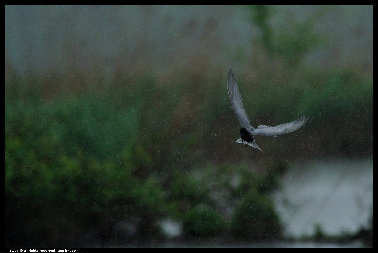 White-winged Black Tern...