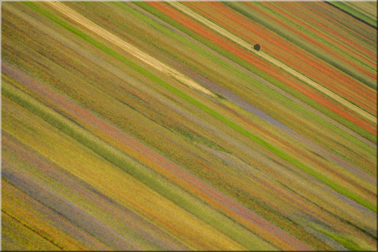 Flowering...
