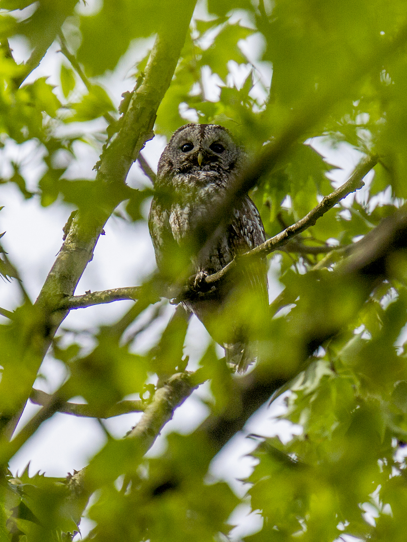 Tawny Owl in Brabbia...