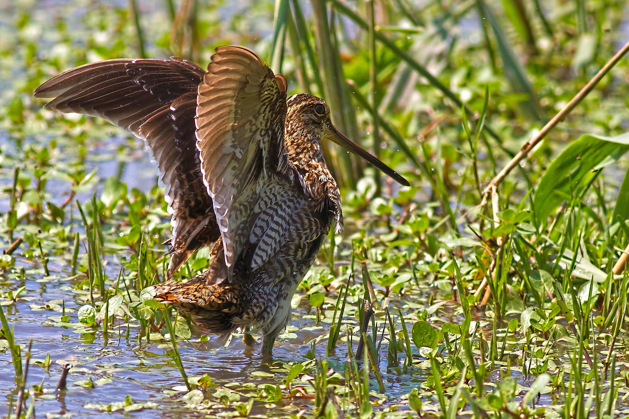 Snipe: After the Bath...