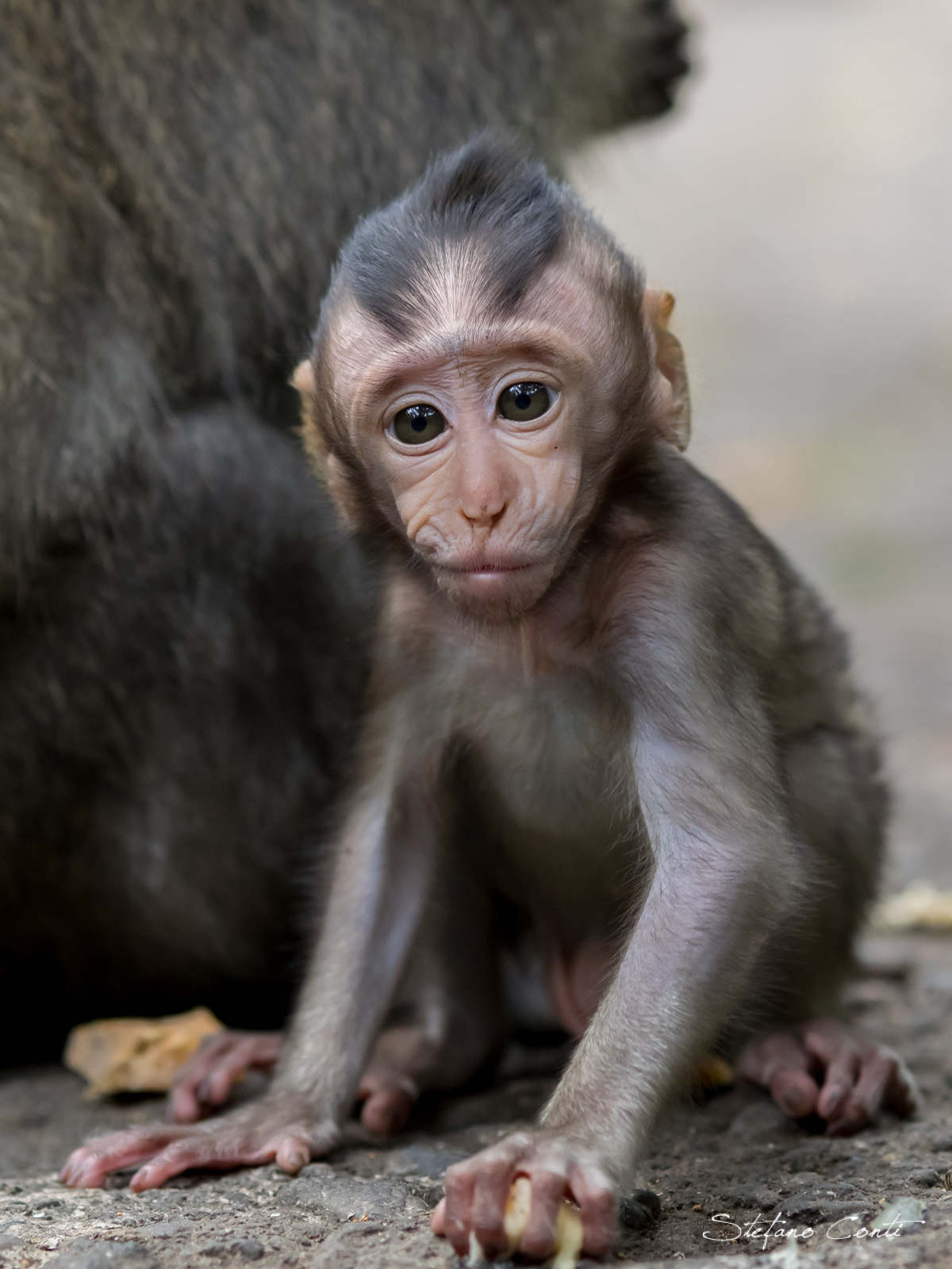 Baby Monkey...