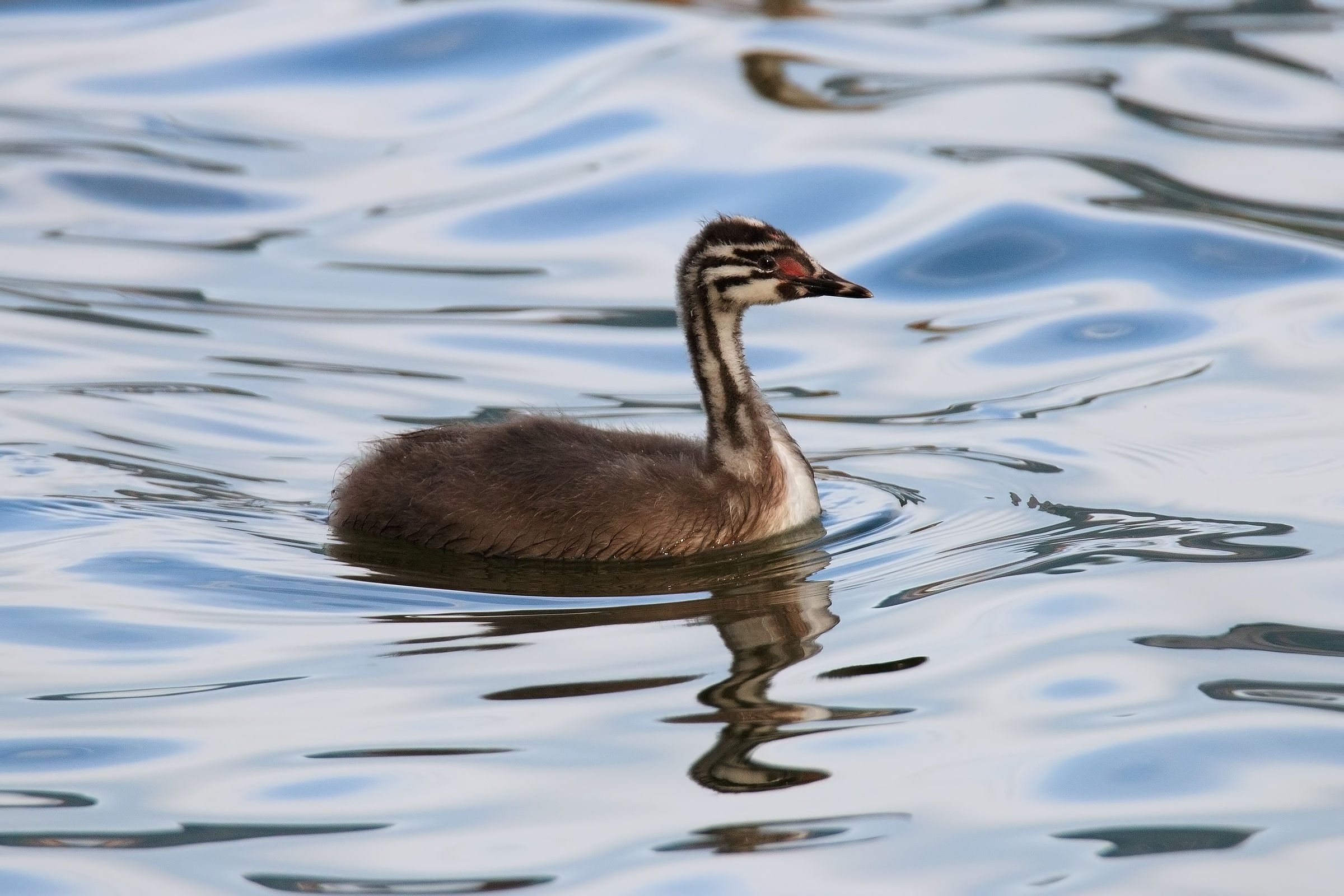 Young Great Crested Grebe...