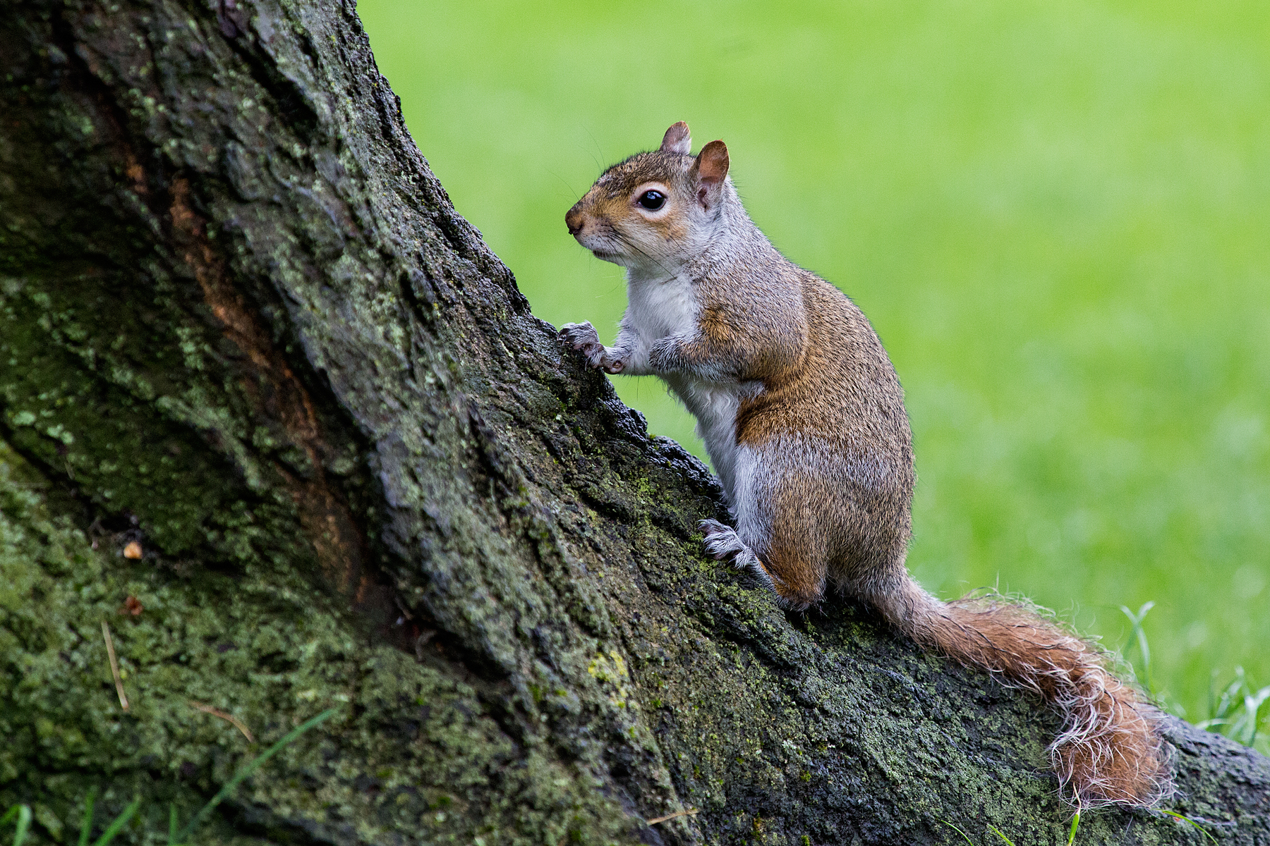Squirrel Green Park London...