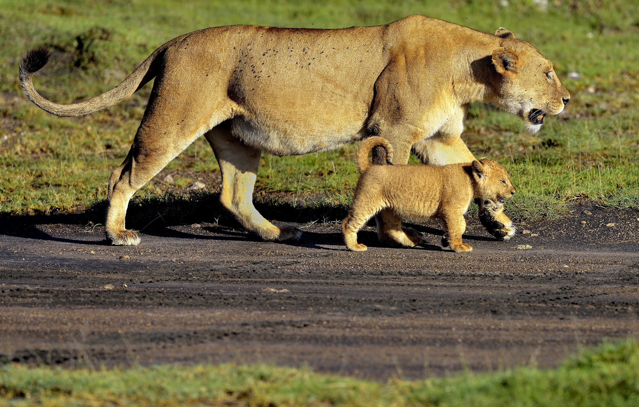 Ngorongoro Conservation Area - Leonessa con Cucciolo...