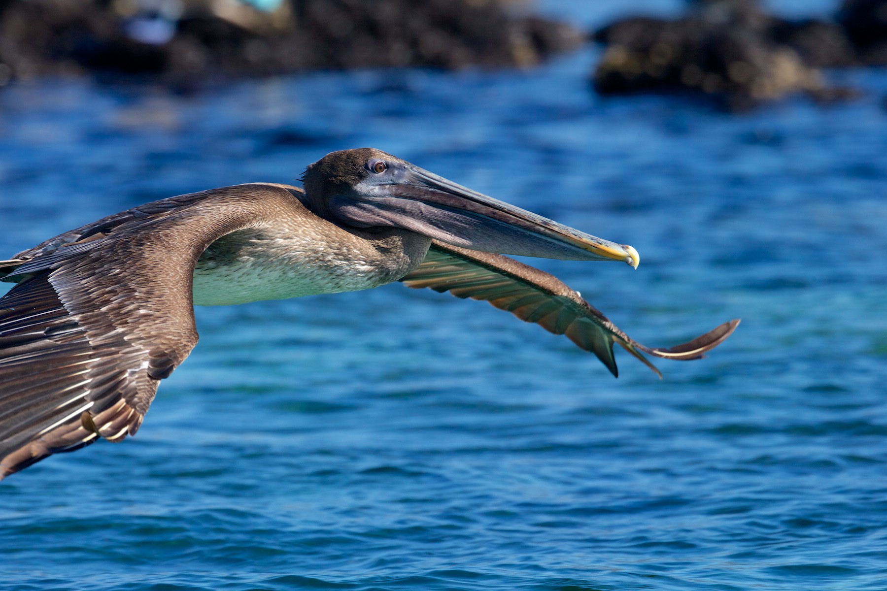Pelican flying low in...