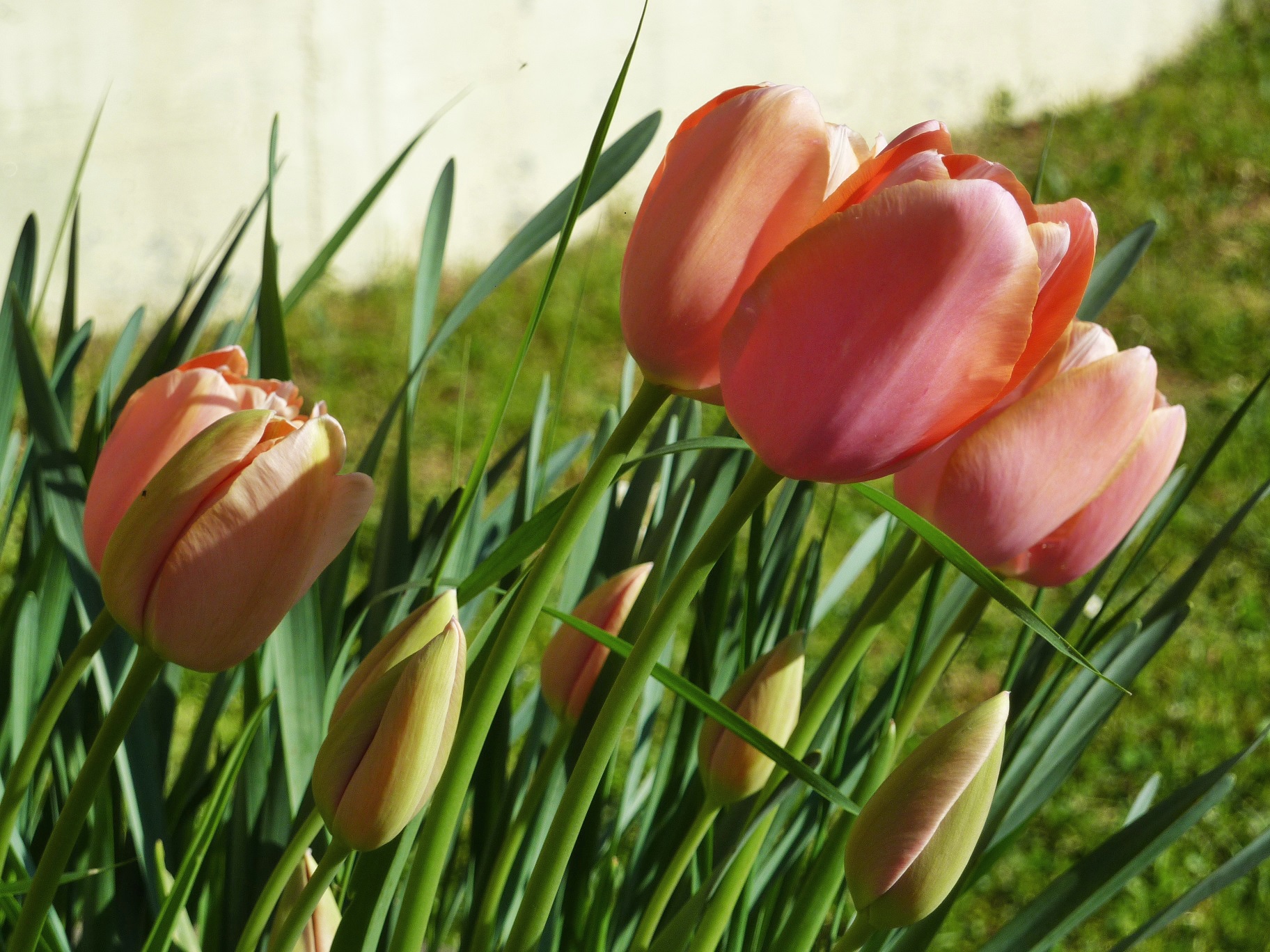bedbreakfast umbria-tulips...