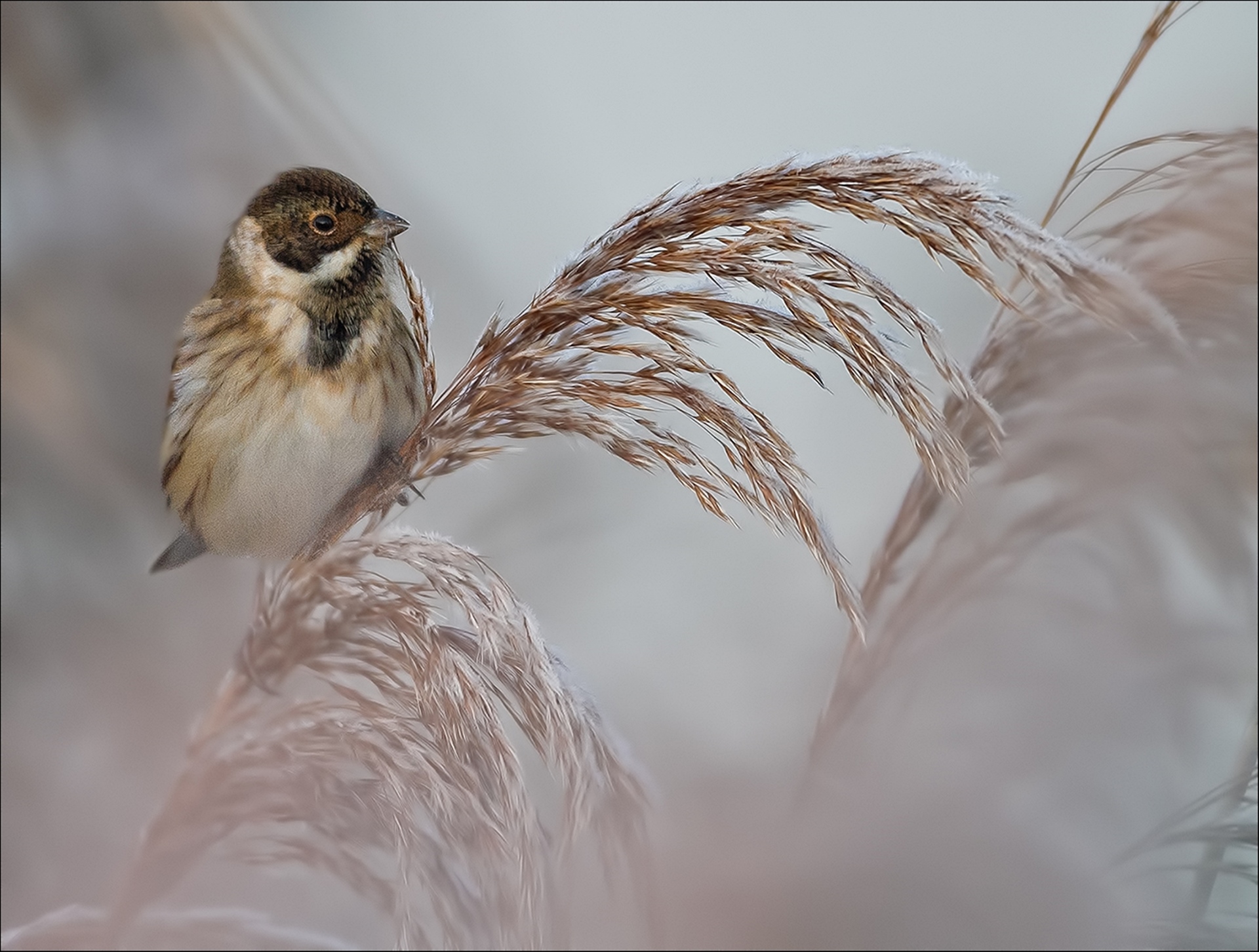 Reed bunting...
