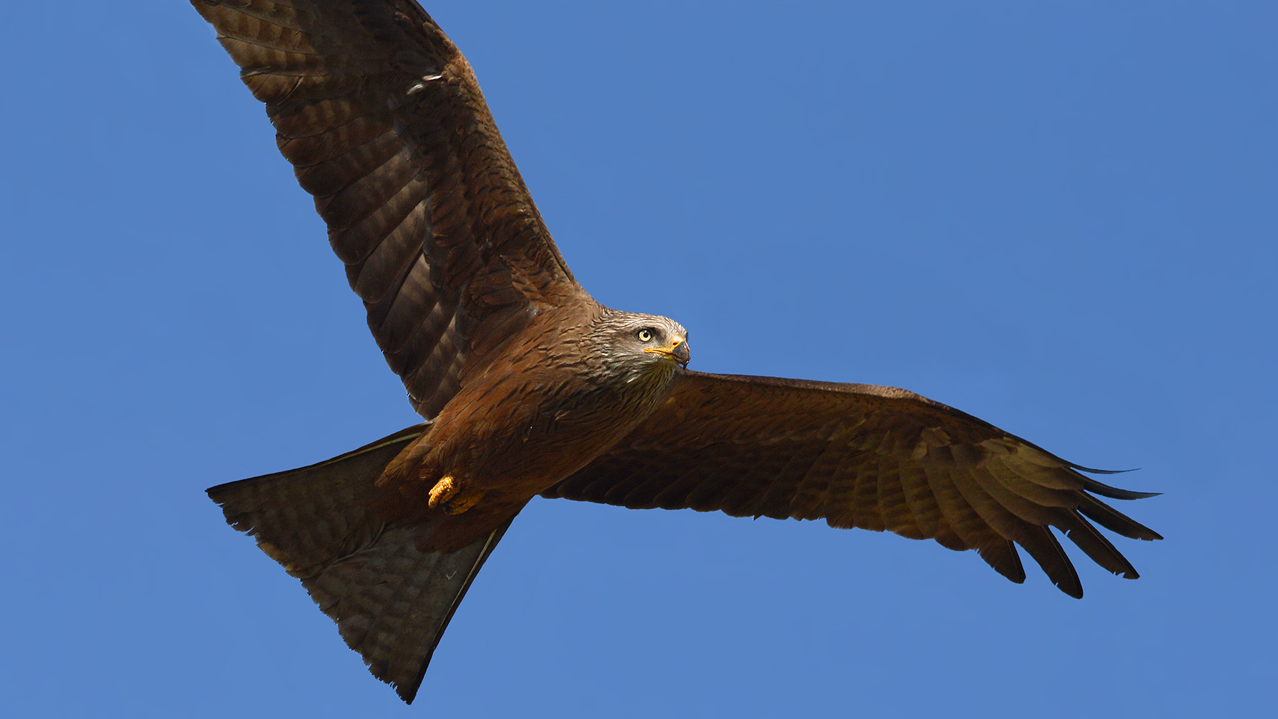 face to face with the black kite!...