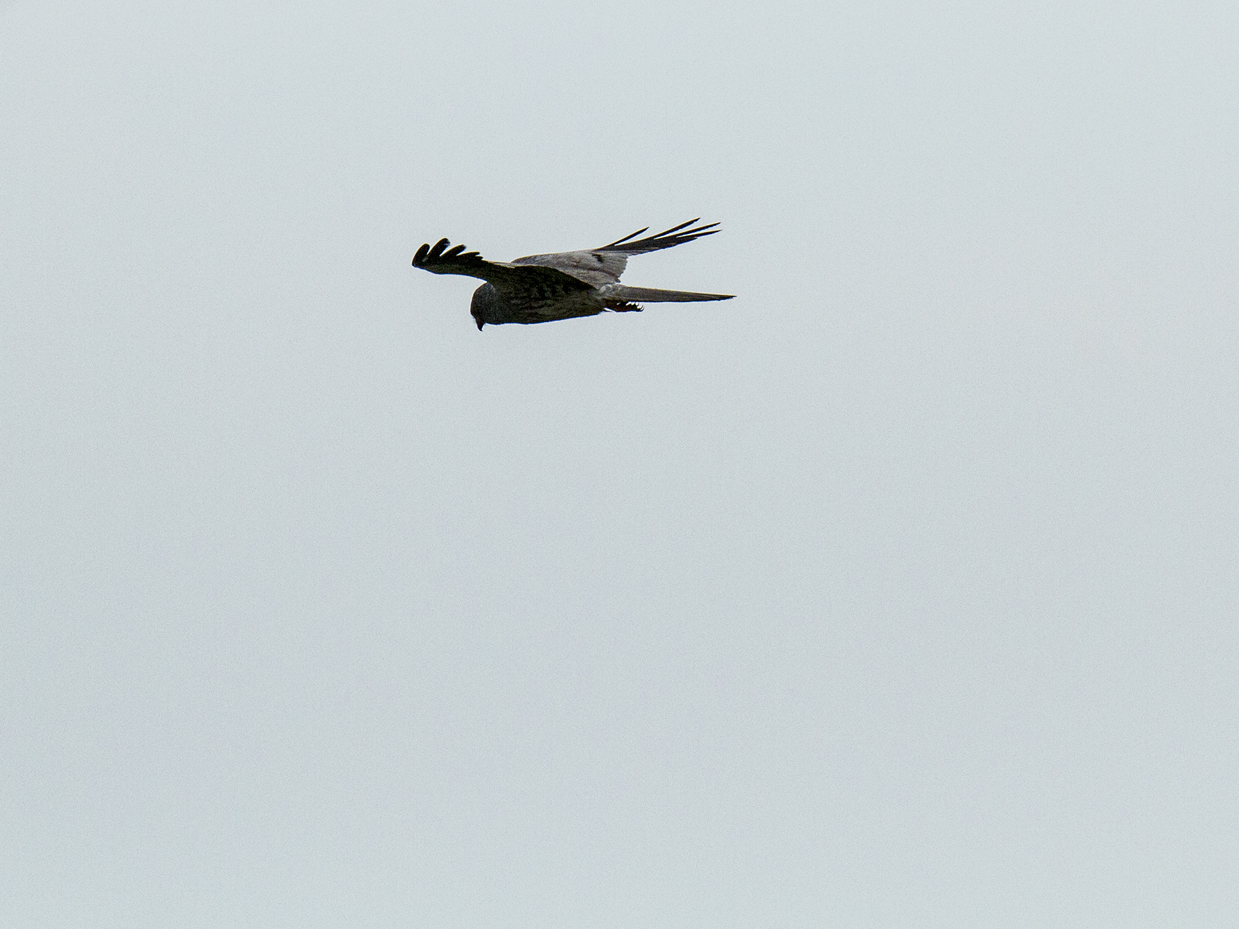 hen harrier, a bit like this ... but there is!...