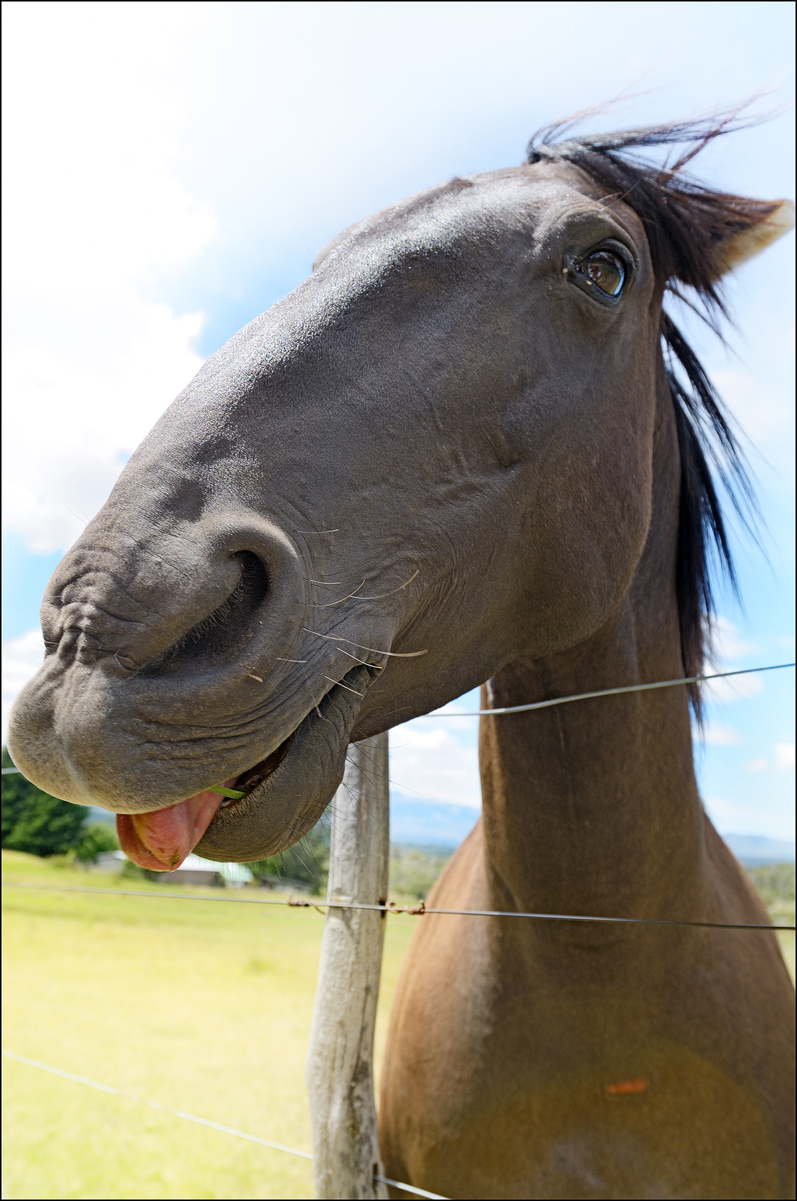 Horse greedy...