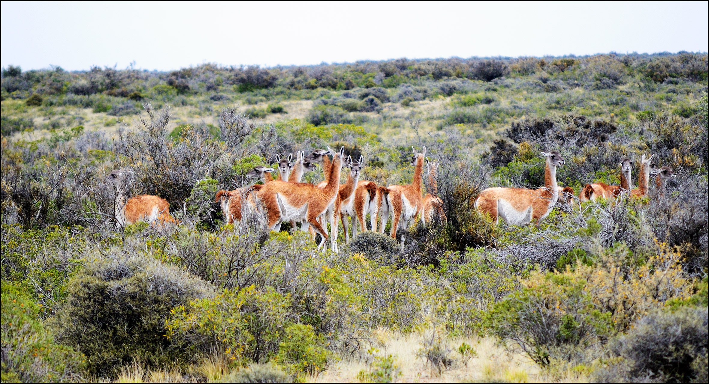 Group Guanacos...