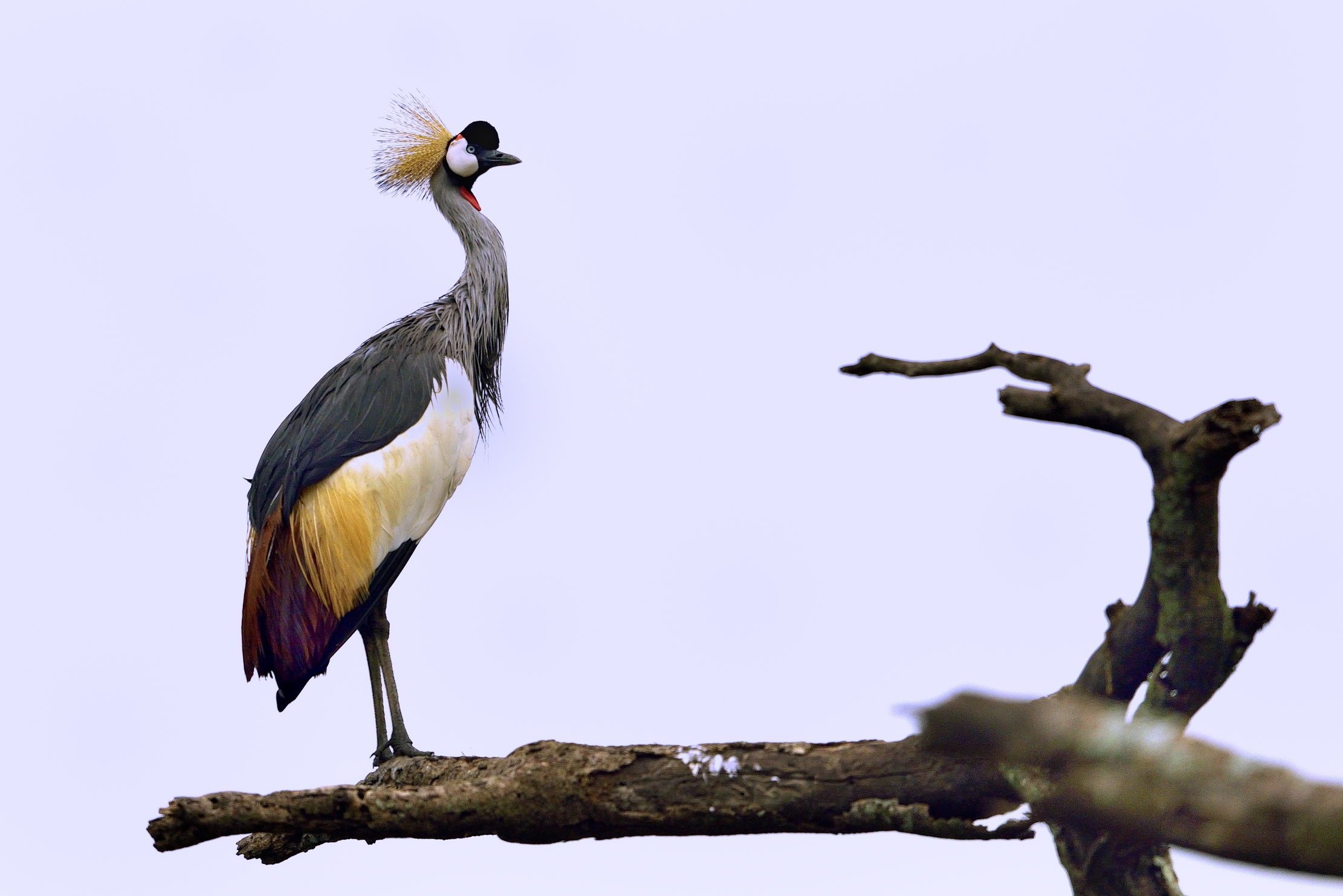 Ngorongoro Cocervation Area - Crowned Crane...