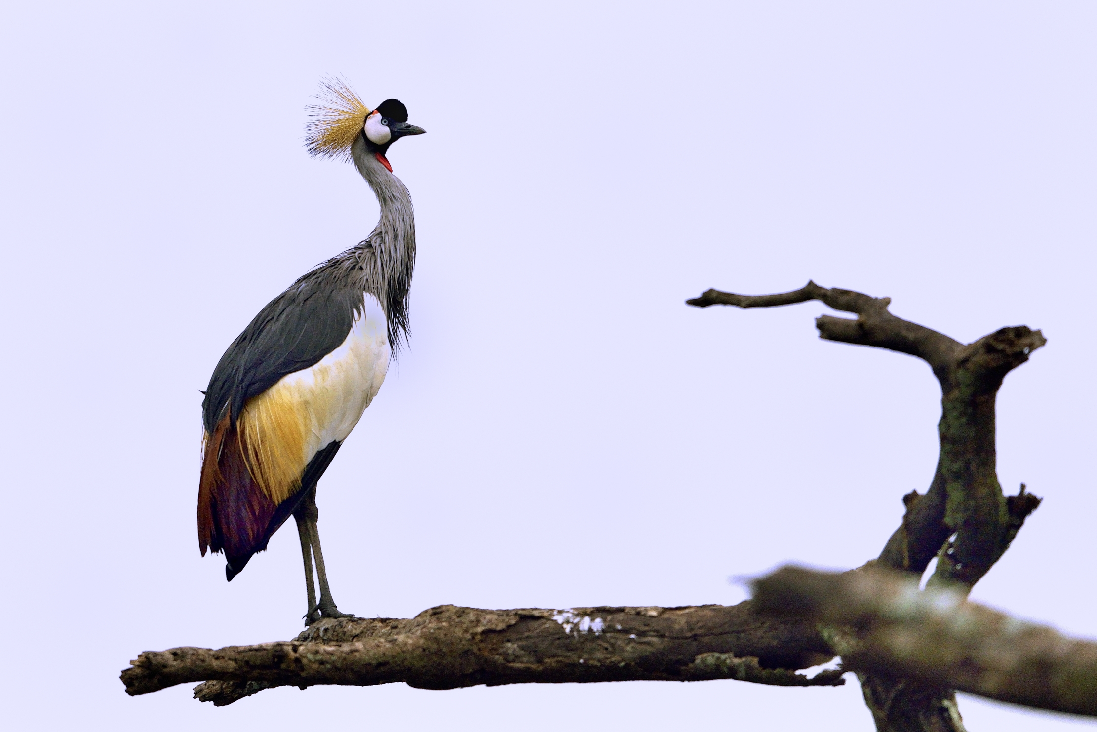 Ngorongoro Cocervation Area - Gru coronata...