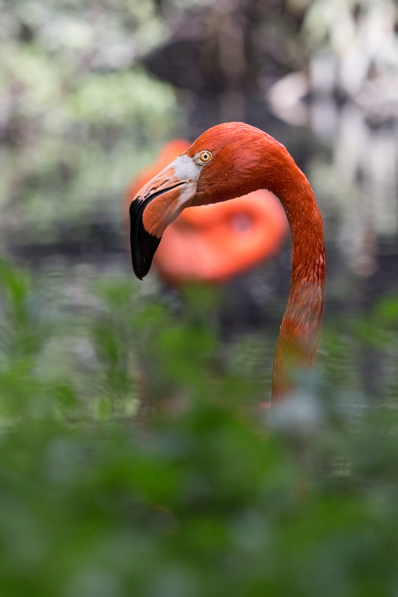 Flamingo Cuba...