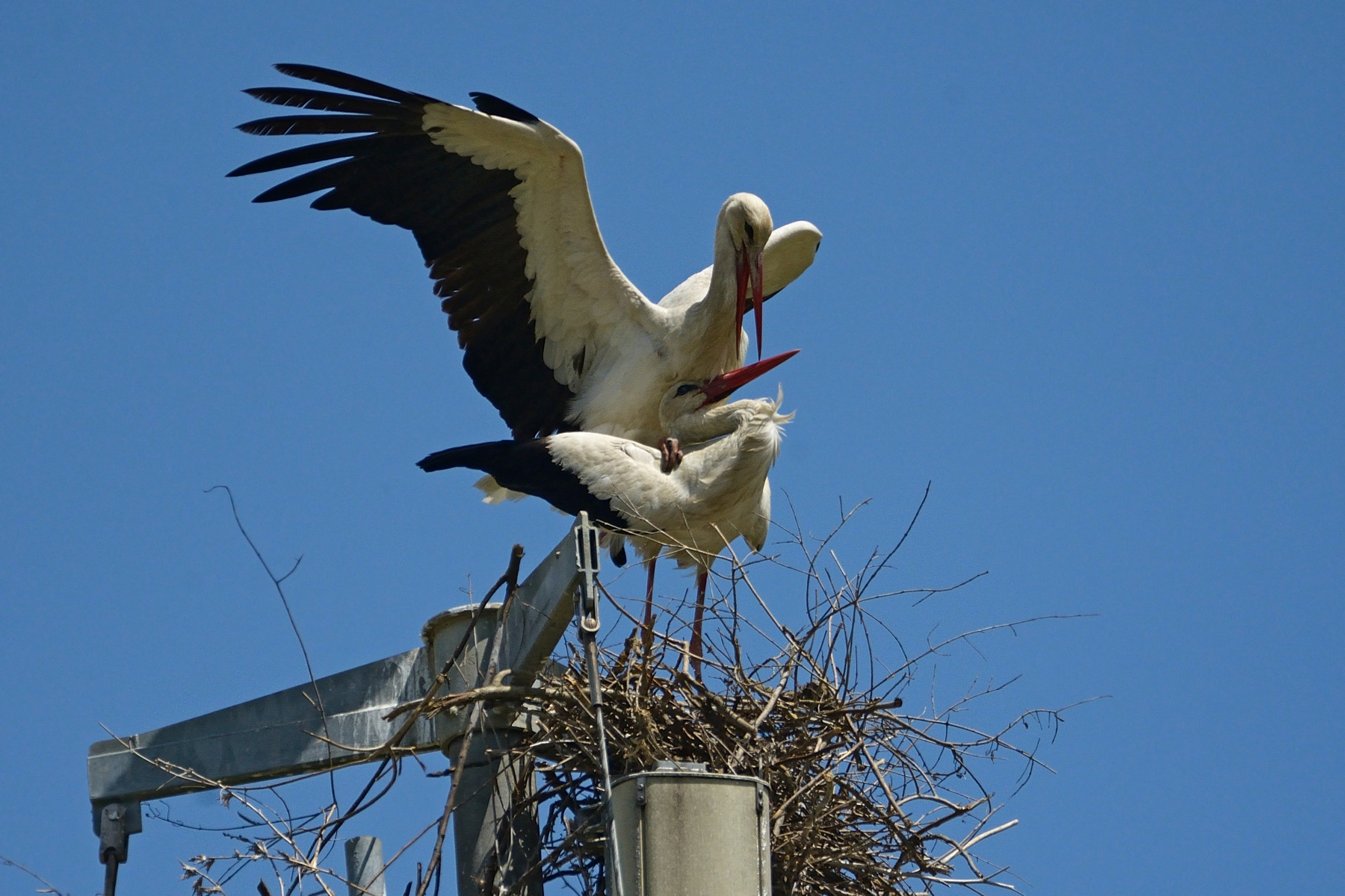 pair of storks...