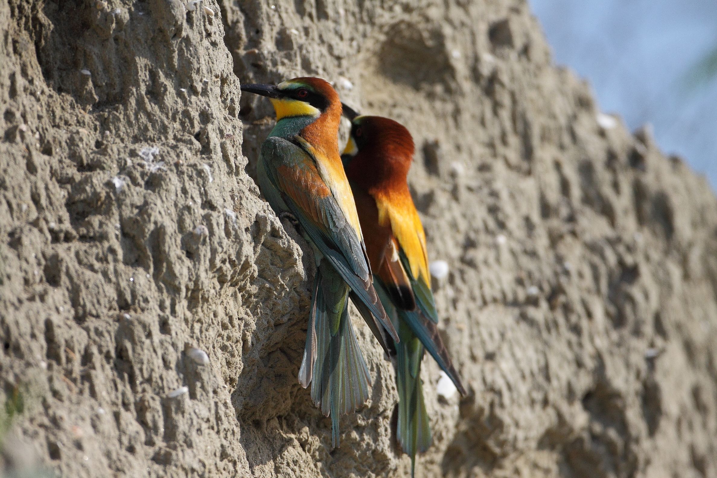 bee-eater couple...