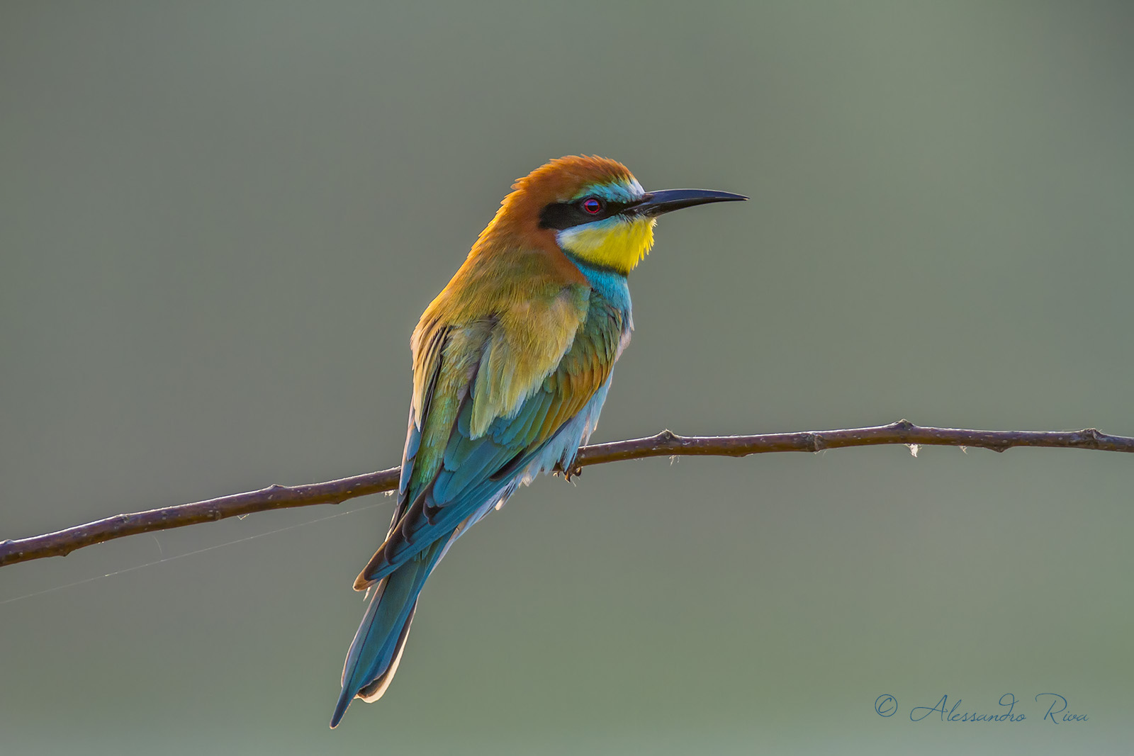 Bee-Eater...