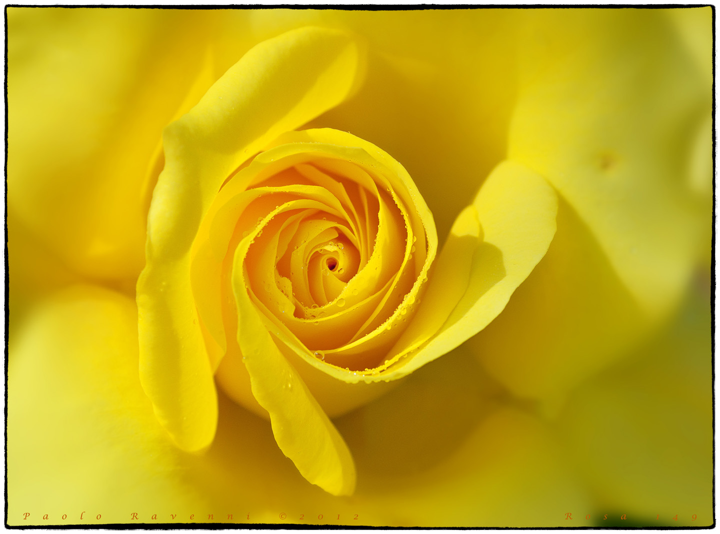 Rosa 149...