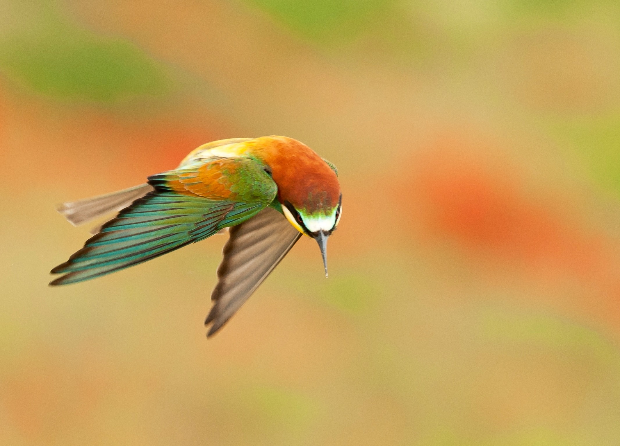 Bee-eaters...