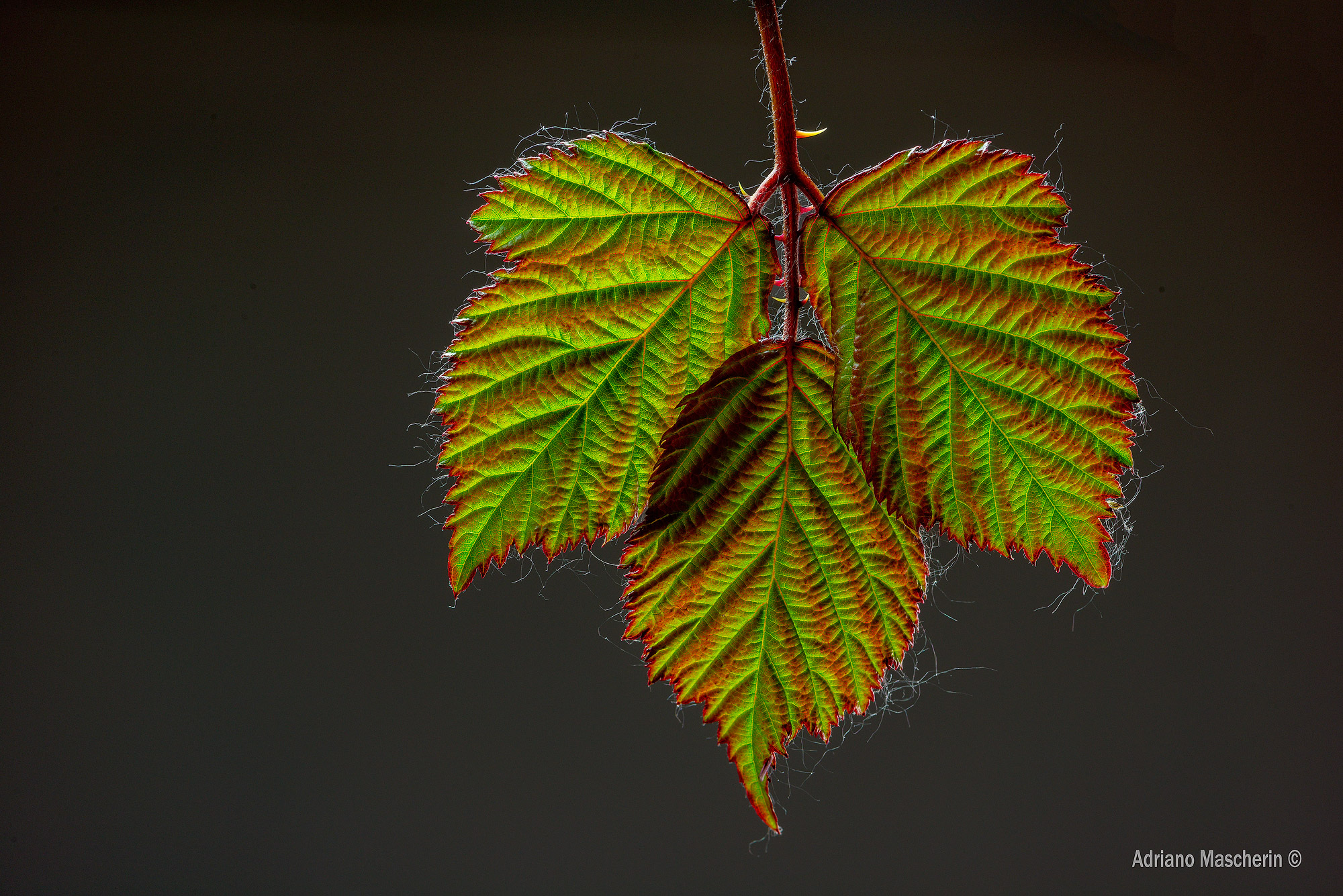 Leaf Bramble...