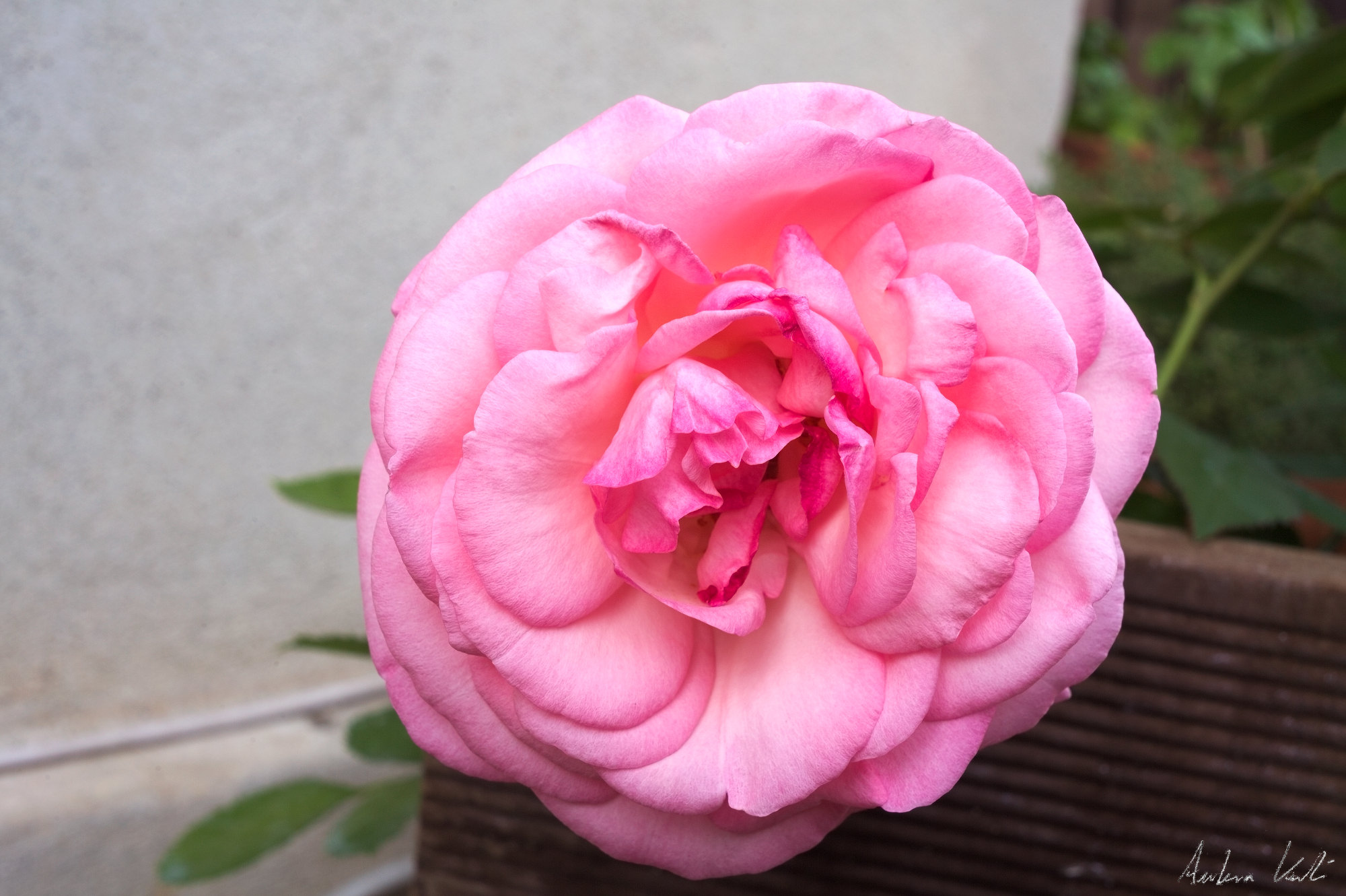 Rosa...