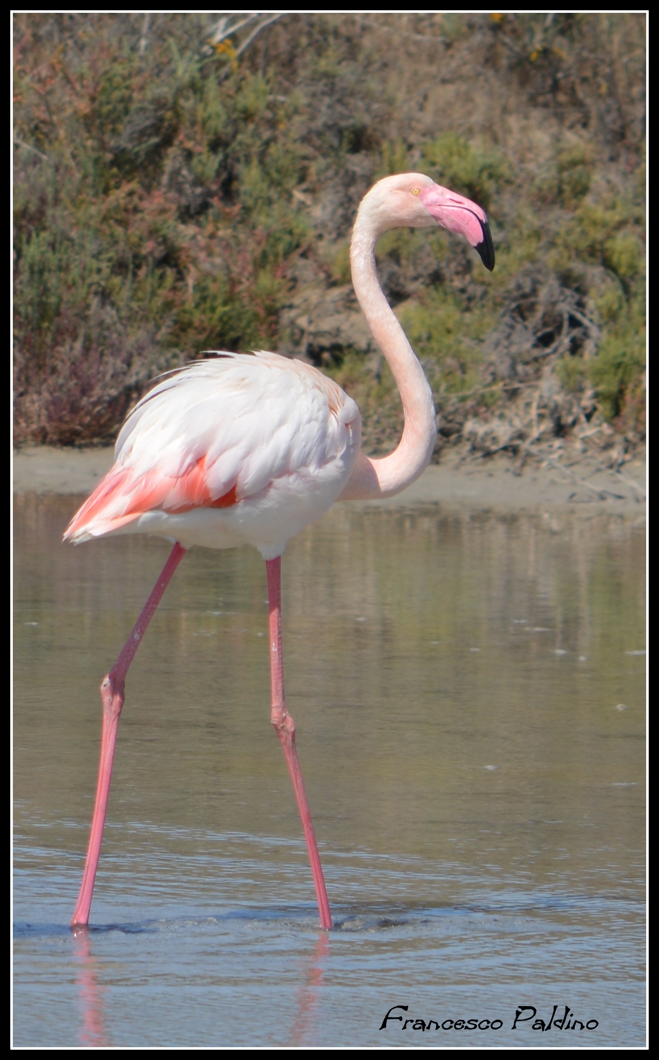 Flamingo her beautiful profile...