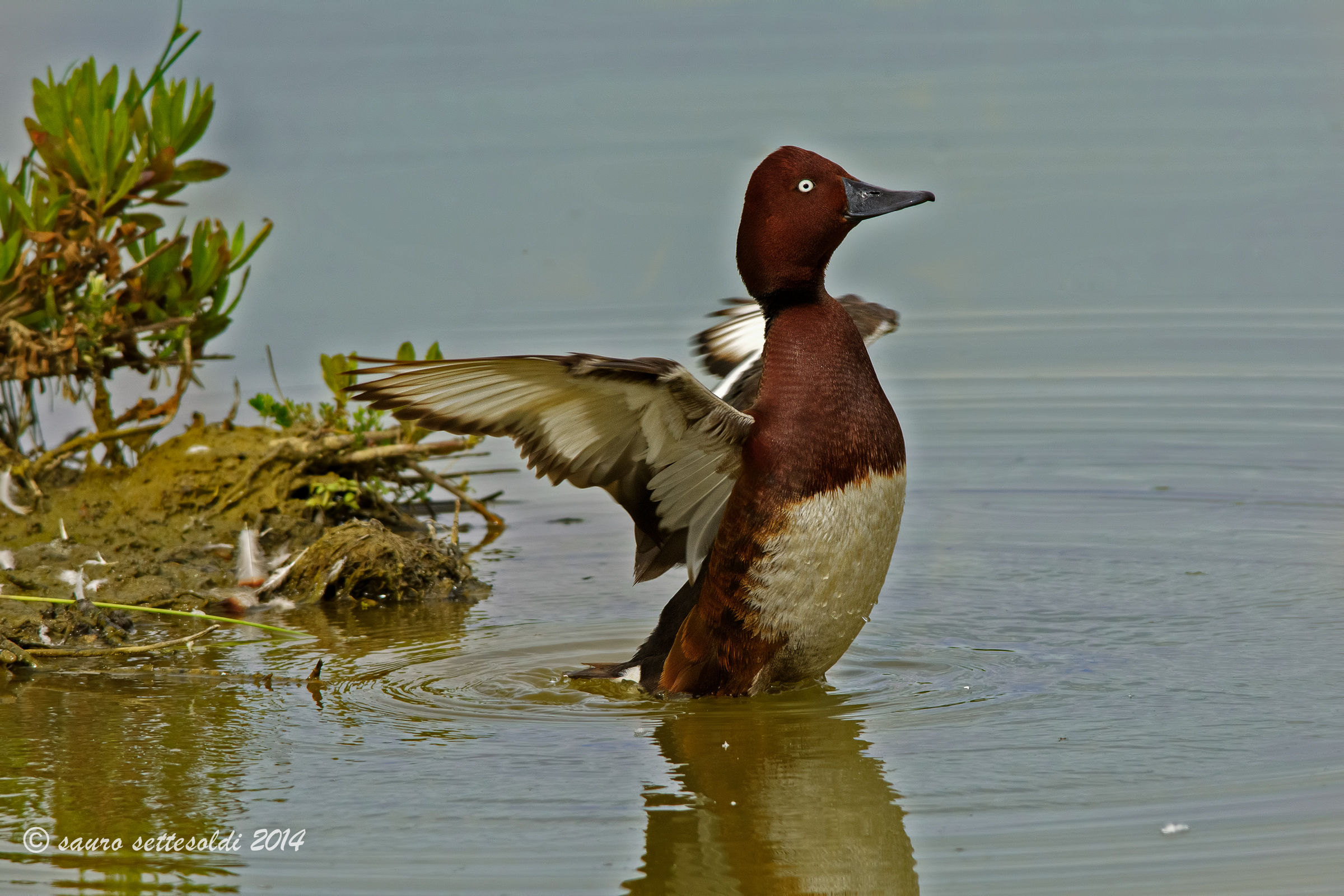 Ferruginous...