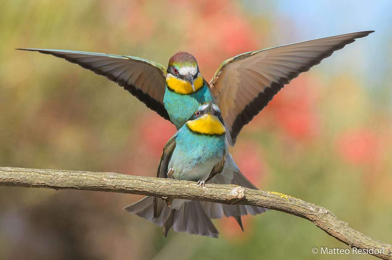 Bee-eaters (pair)...