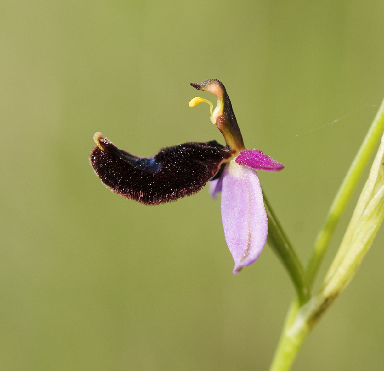 Ophris Bertolonii...