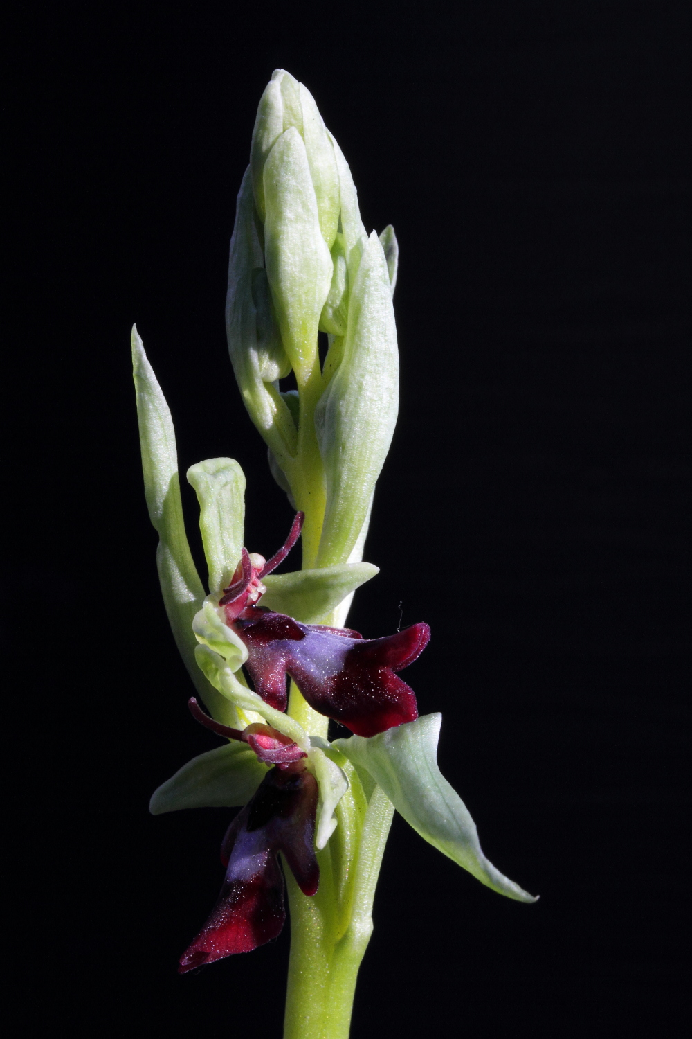 Ophrys insectifera - flat Salbertrand...