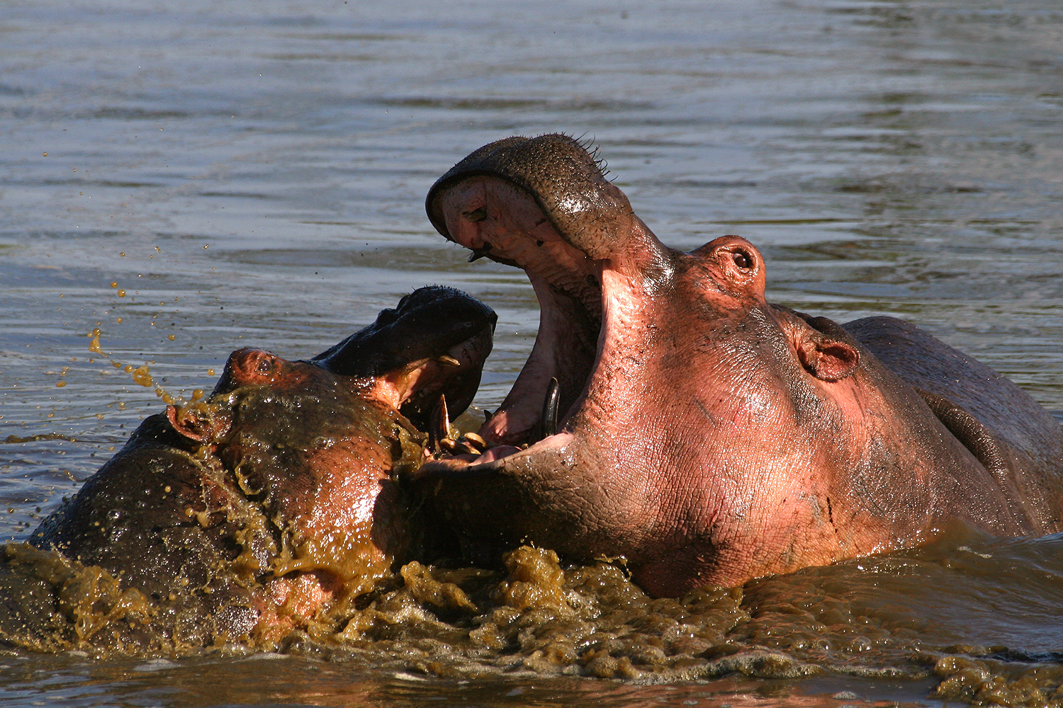 Fighting Hippos...