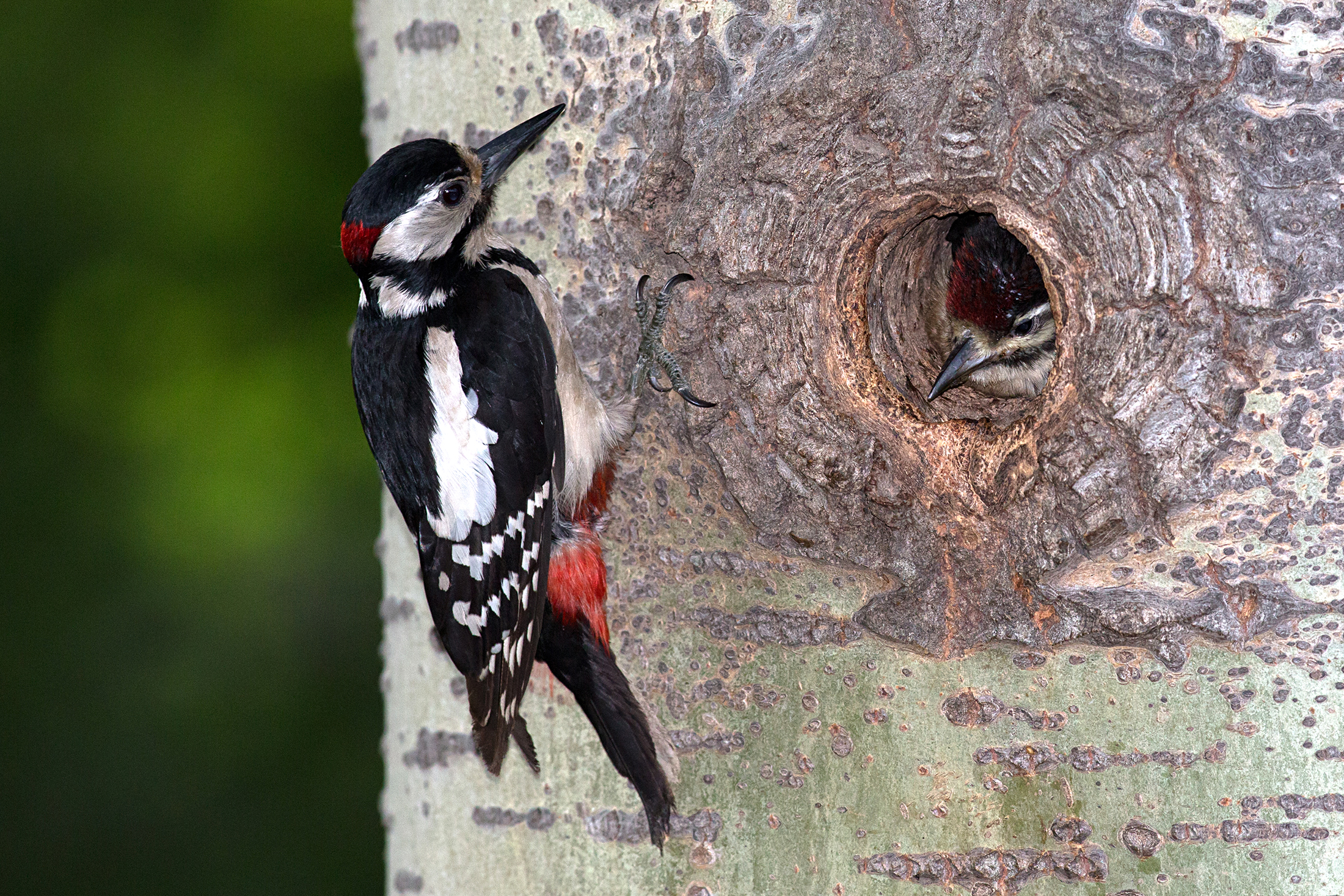 Woodpecker male with pullo...