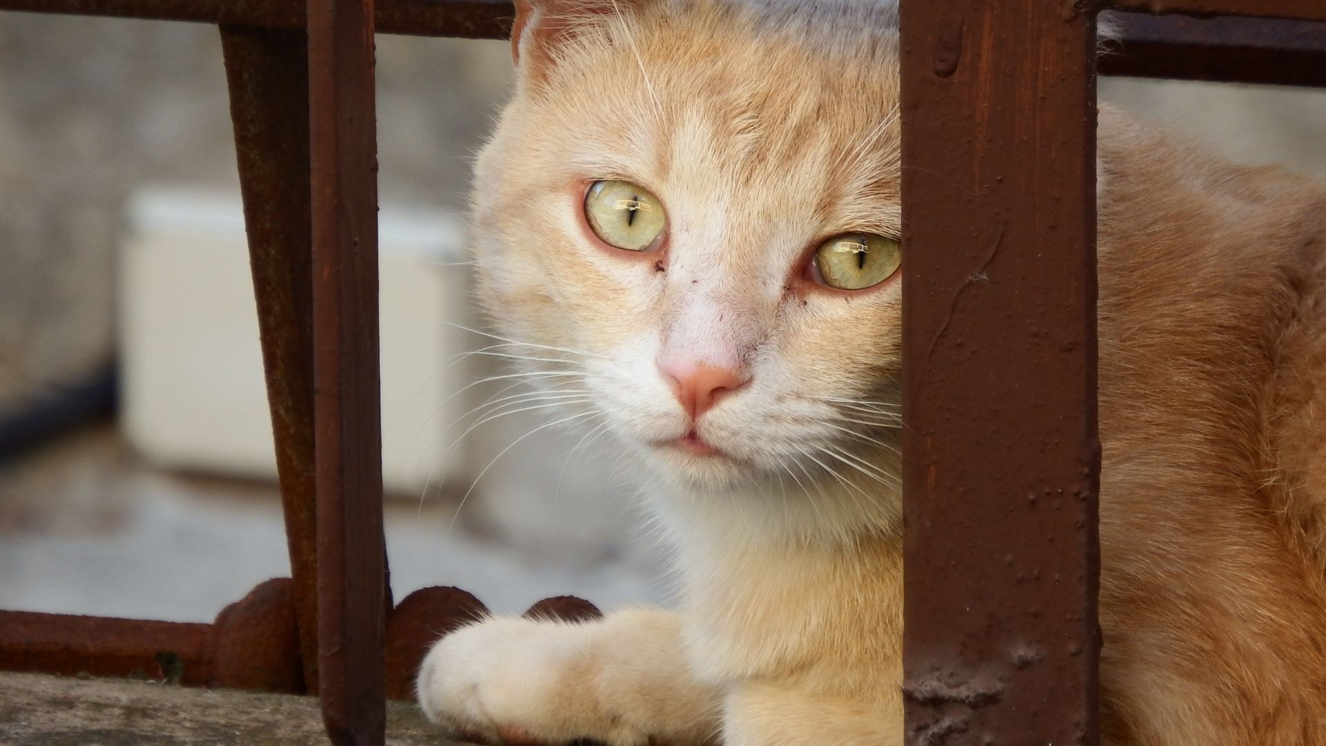 Look of a beautiful kitten...