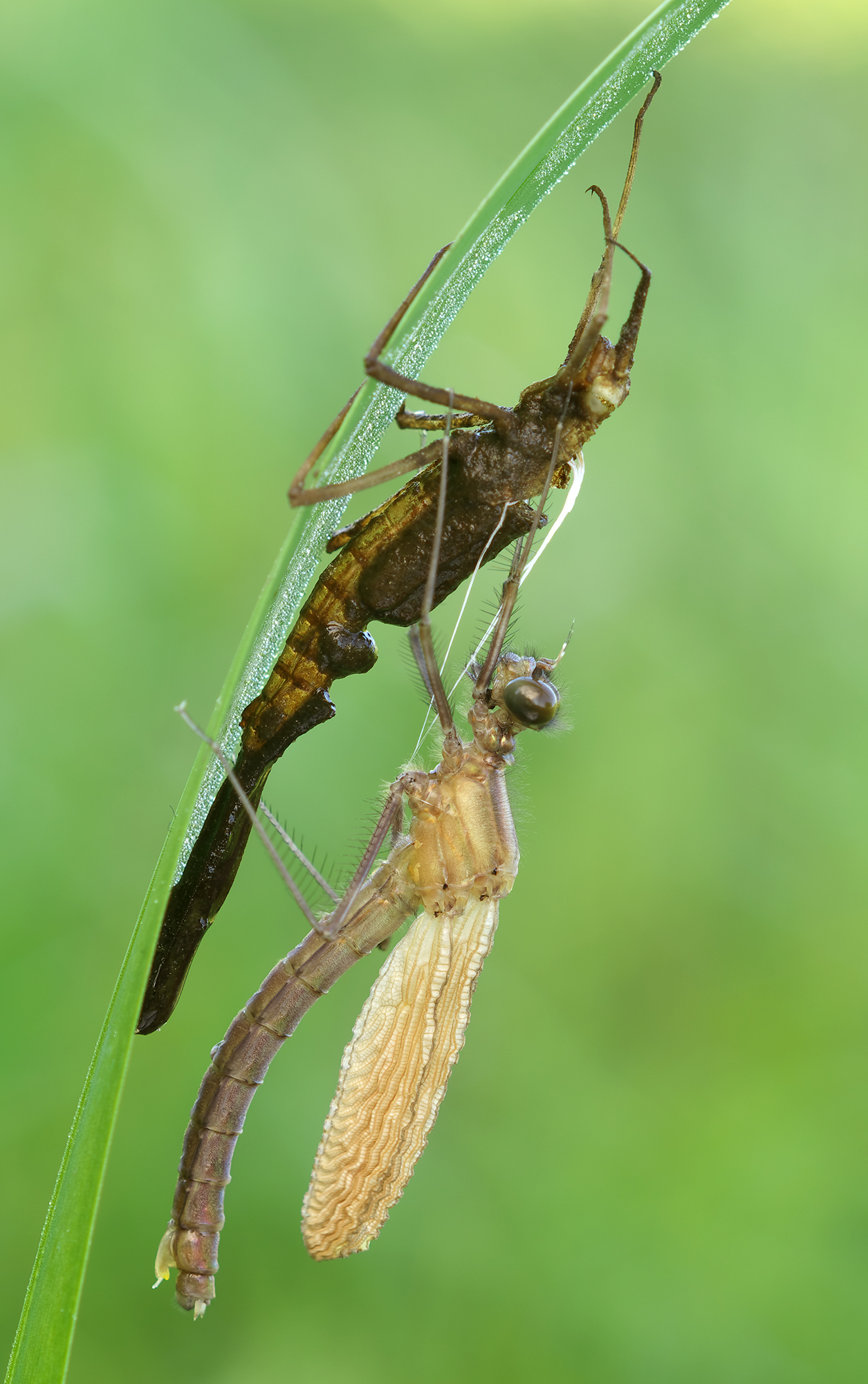 Calopteryx splendens...