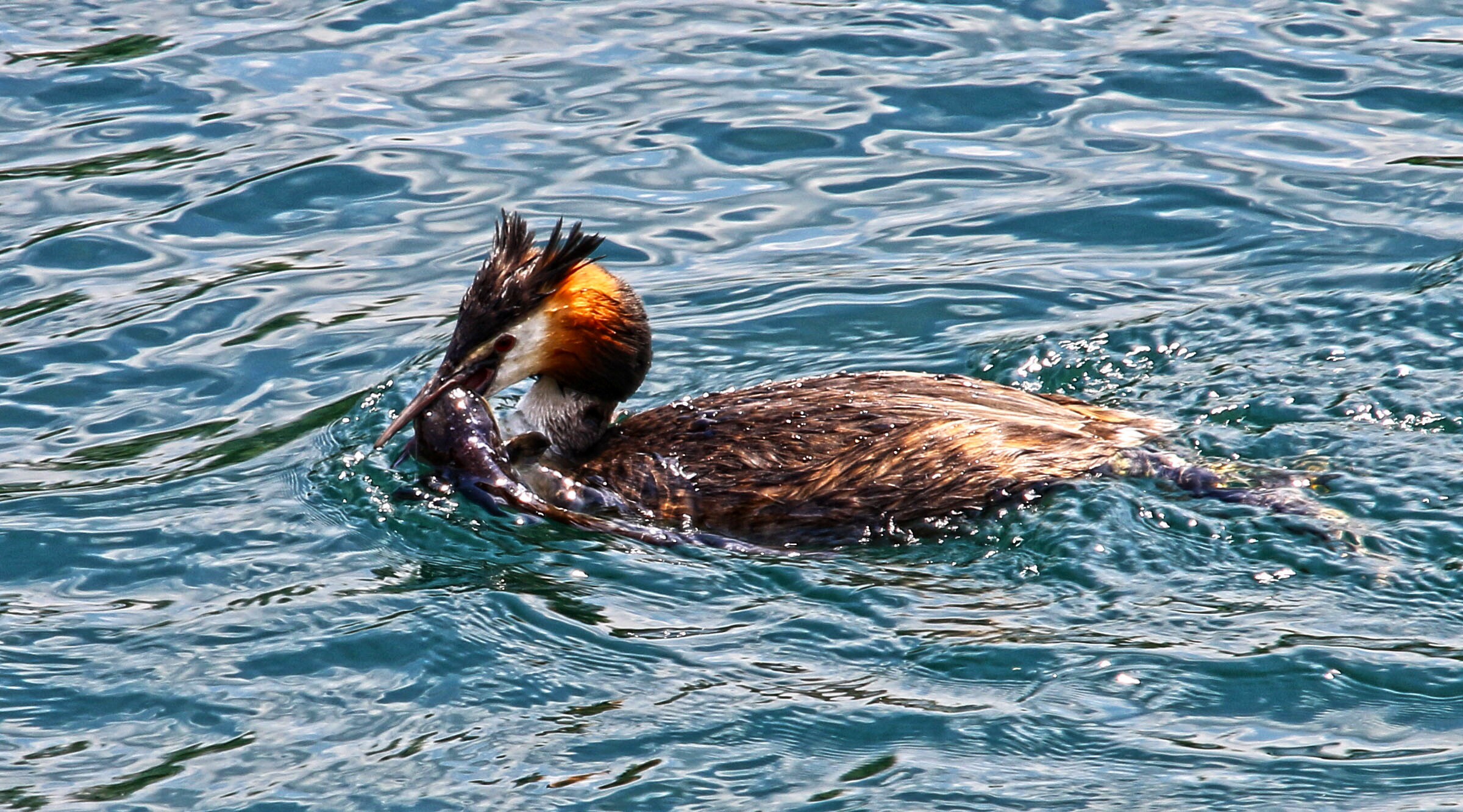 Sull'Adda grebe with catfish...