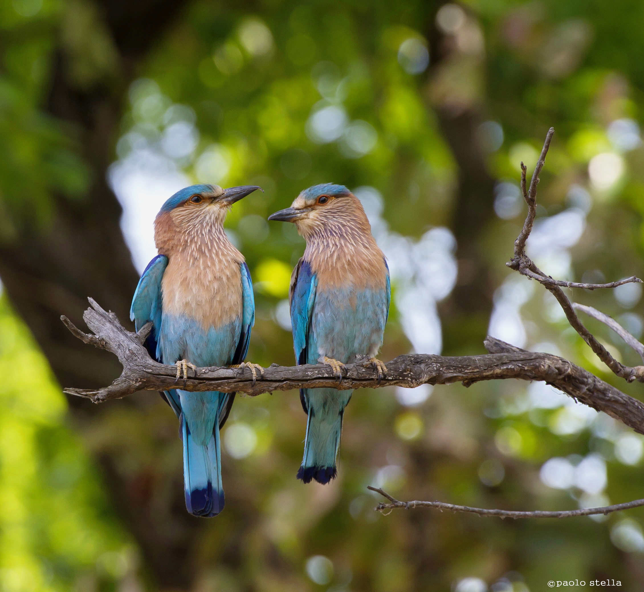 pair of jays...