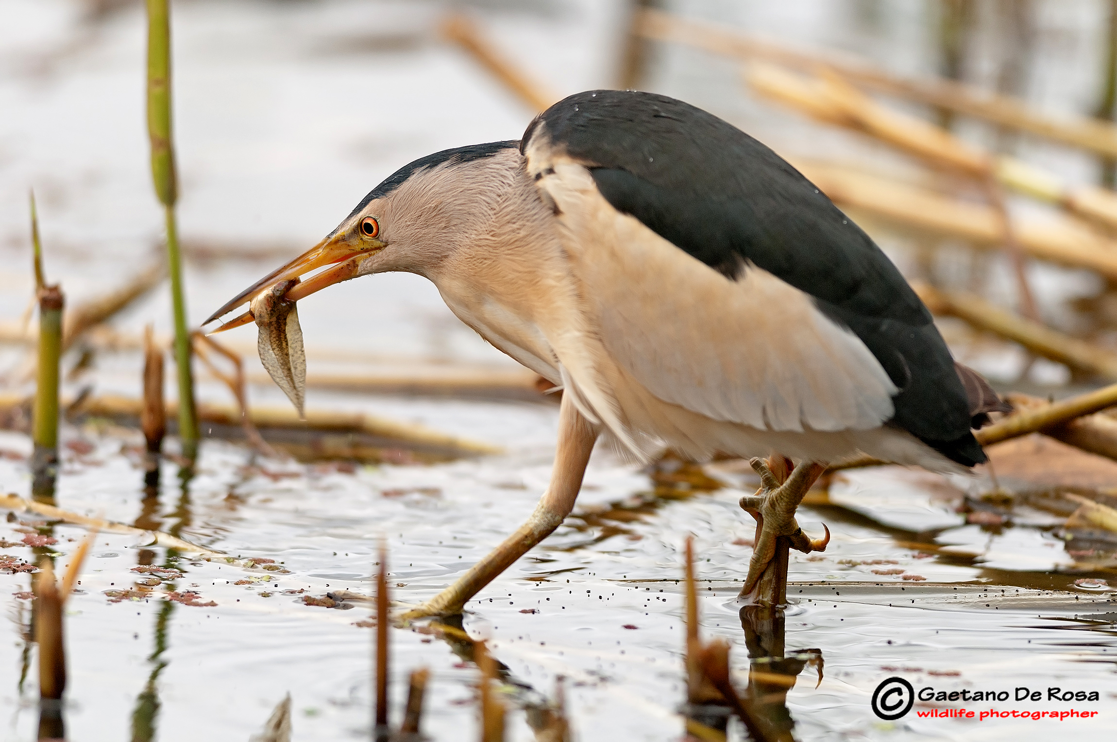 Bittern...