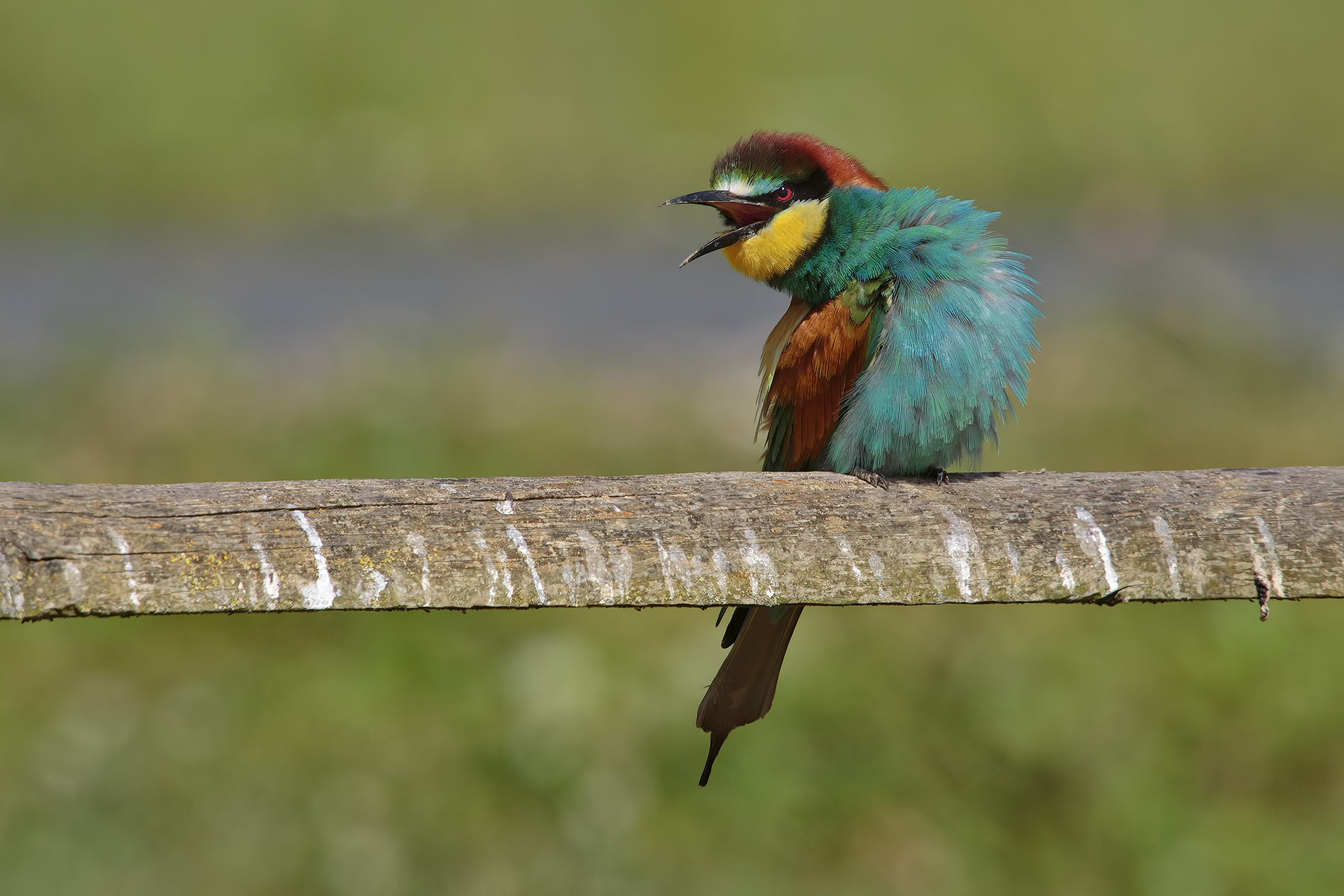 bee-eater with paresis...