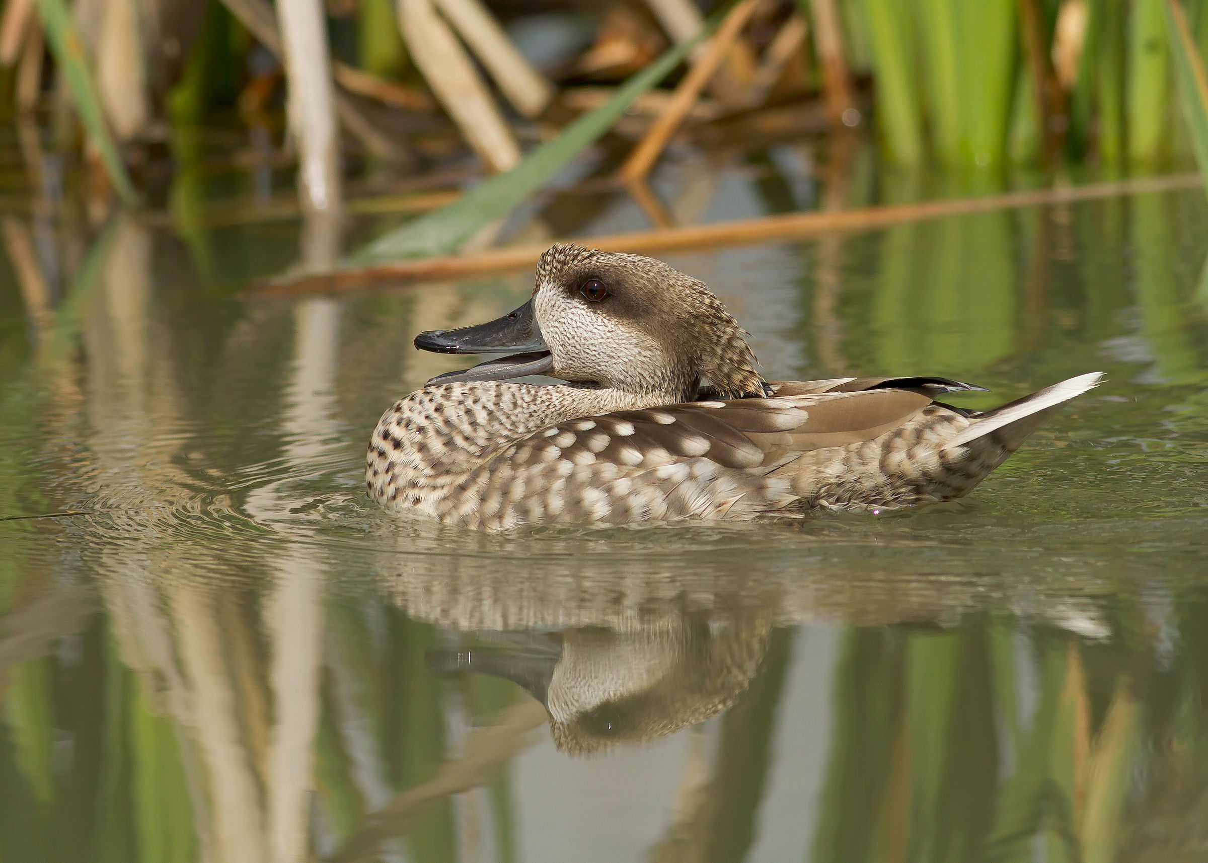 marbled teal...