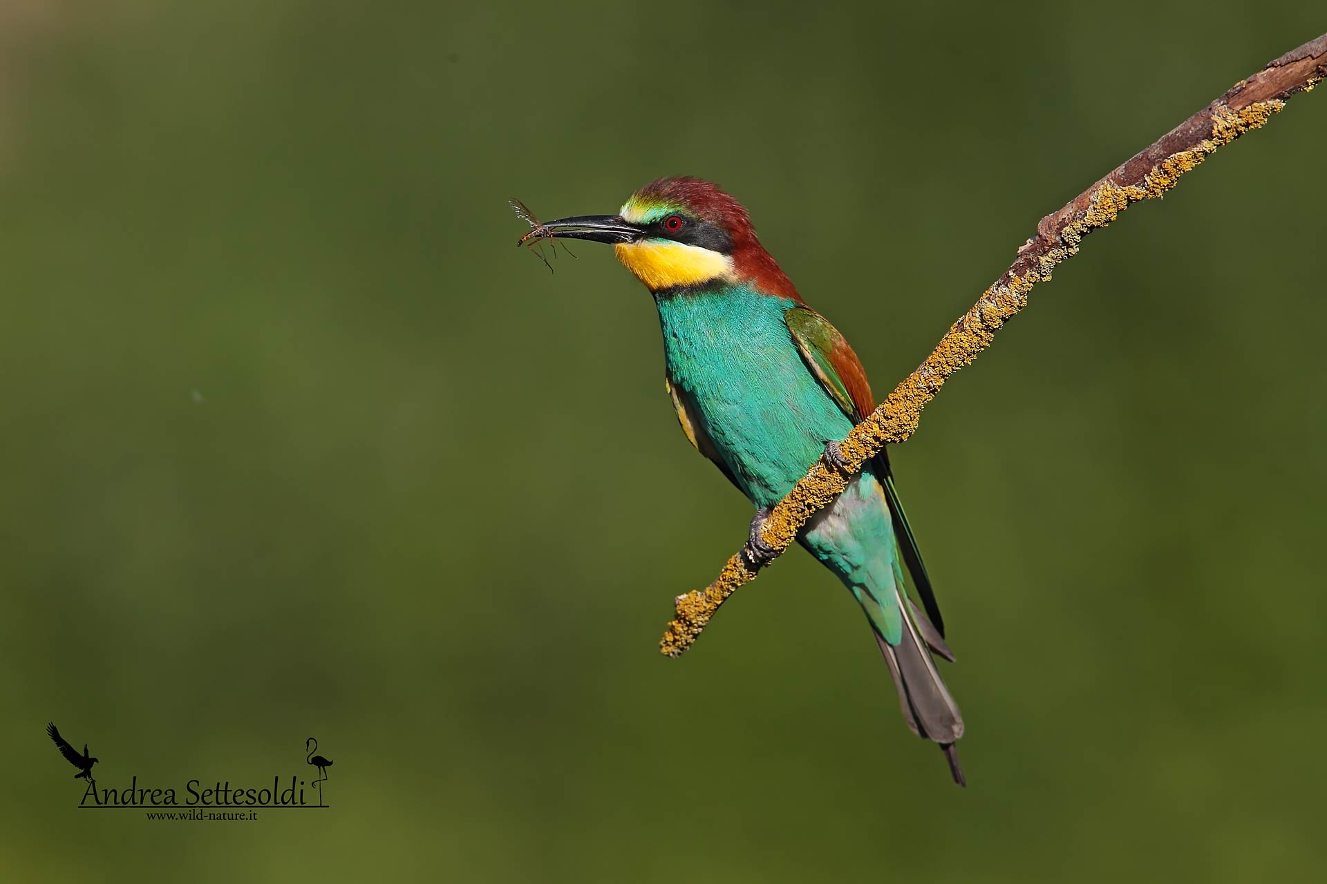 Bee-eater with sylph...