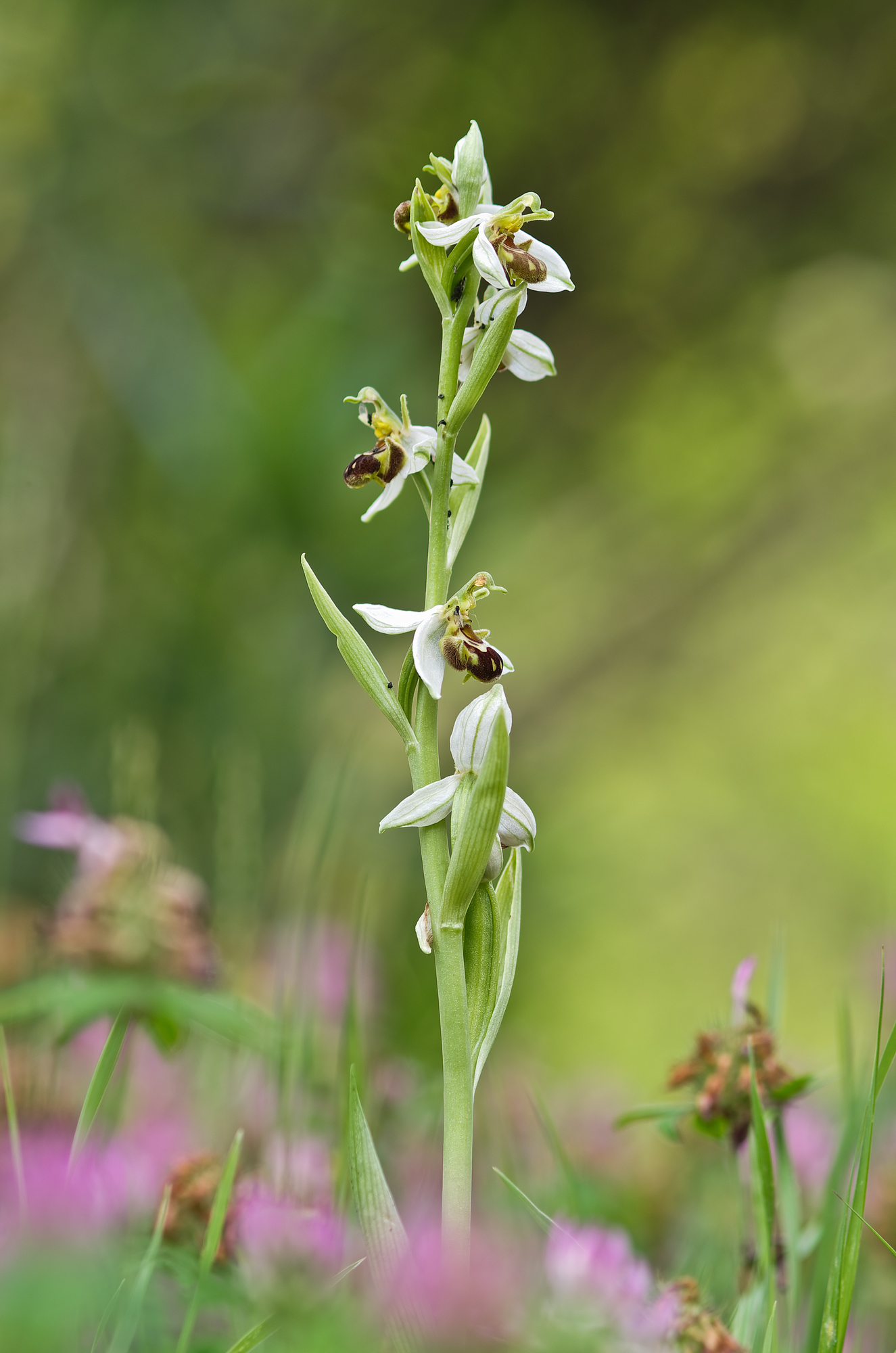 Ophrys apifera (Huds., 1762)- Orchidaceae...