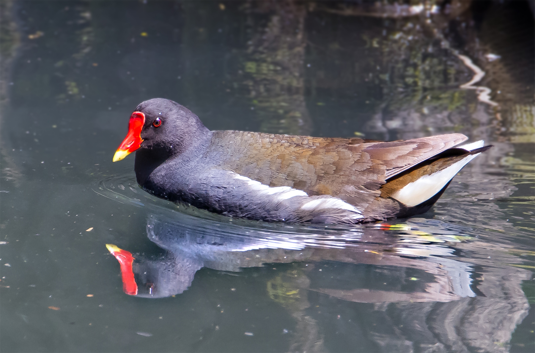 Common Moorhen (Gallinula chloropus)...